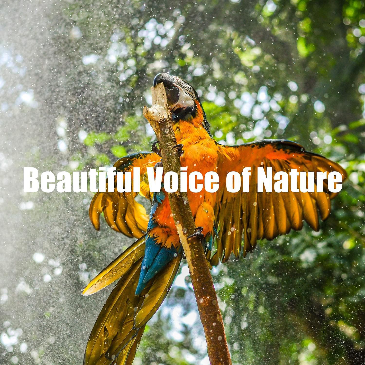 Постер альбома Beautiful Voice of Nature