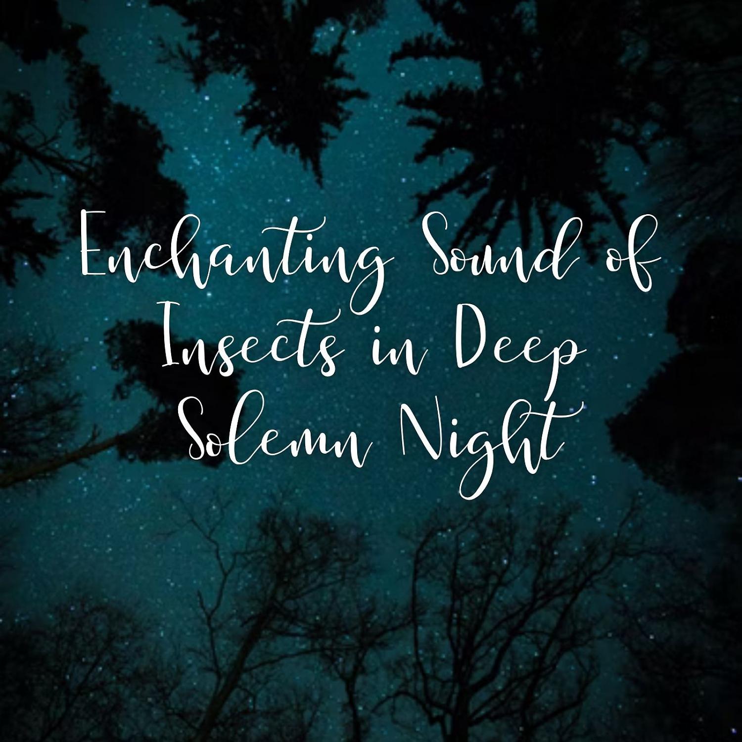 Постер альбома Enchanting Sound of Insects in Deep Solemn Night