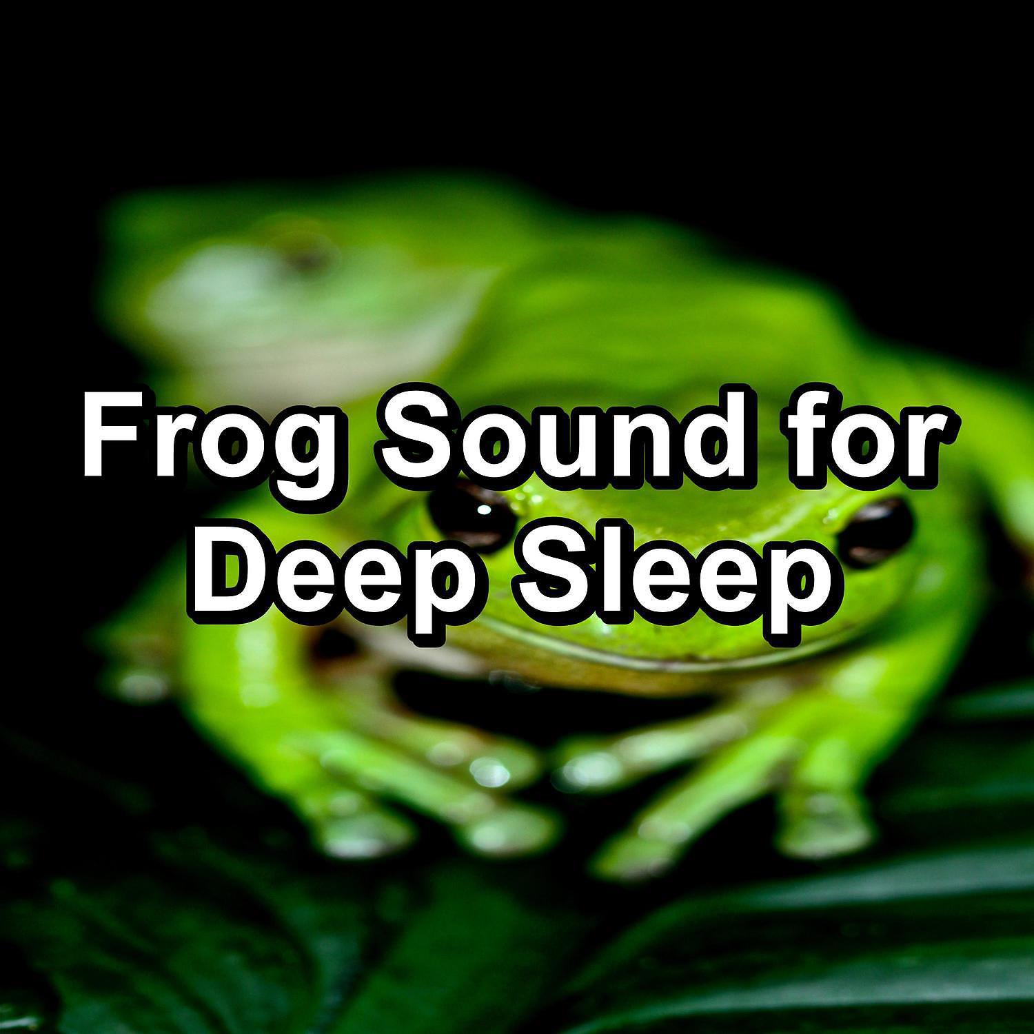 Постер альбома Frog Sound for Deep Sleep