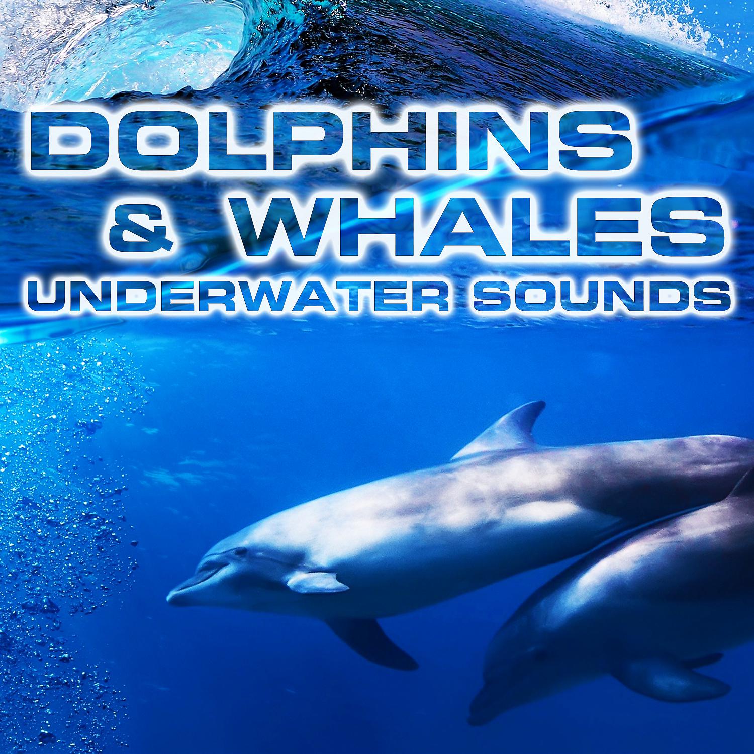 Постер альбома Dolphins & Whales Underwater Sounds (feat. Animals Sounds, National Geographic Soundscapes, Nature Sounds New Age, White Noise Sounds For Sleep, Soothing Sounds & Scuba Diving Sounds)