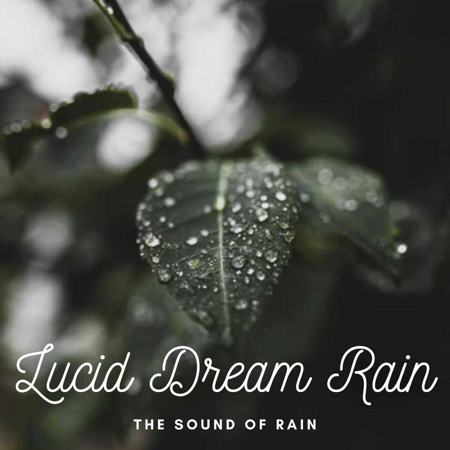 Постер альбома The Sound of Rain: Lucid Dream Rain
