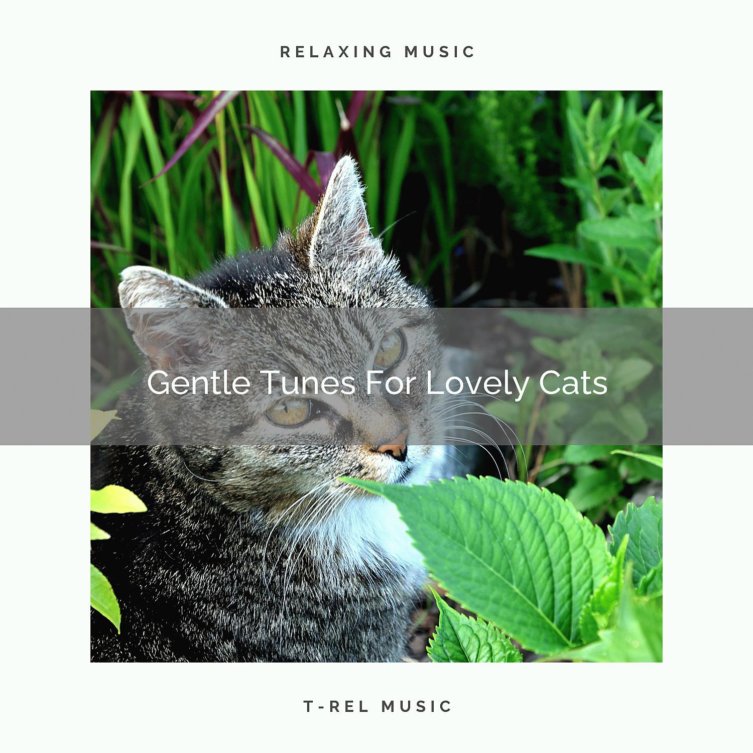 Постер альбома Gentle Tunes For Lovely Cats