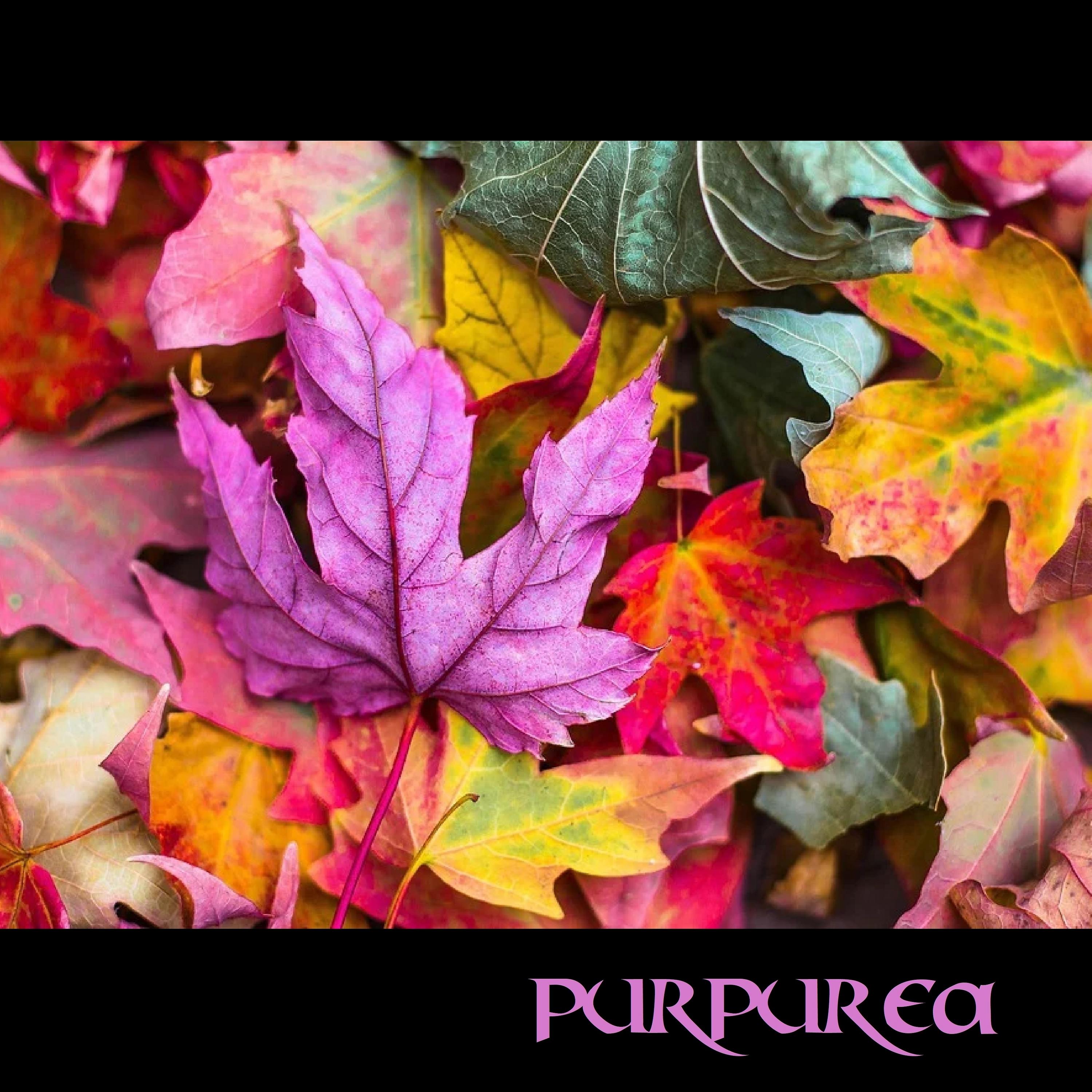 Постер альбома Purpurea