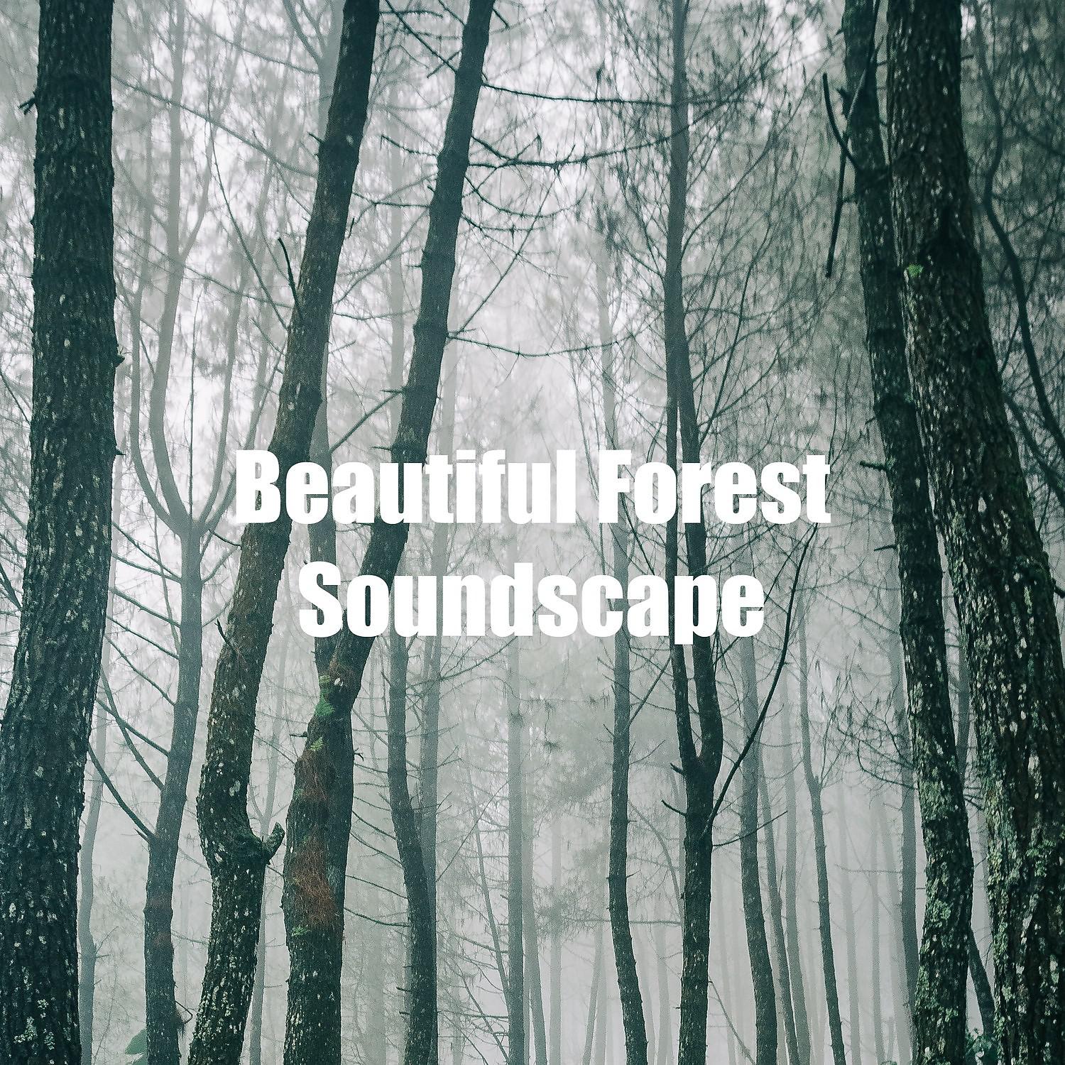 Постер альбома Beautiful Forest Soundscape