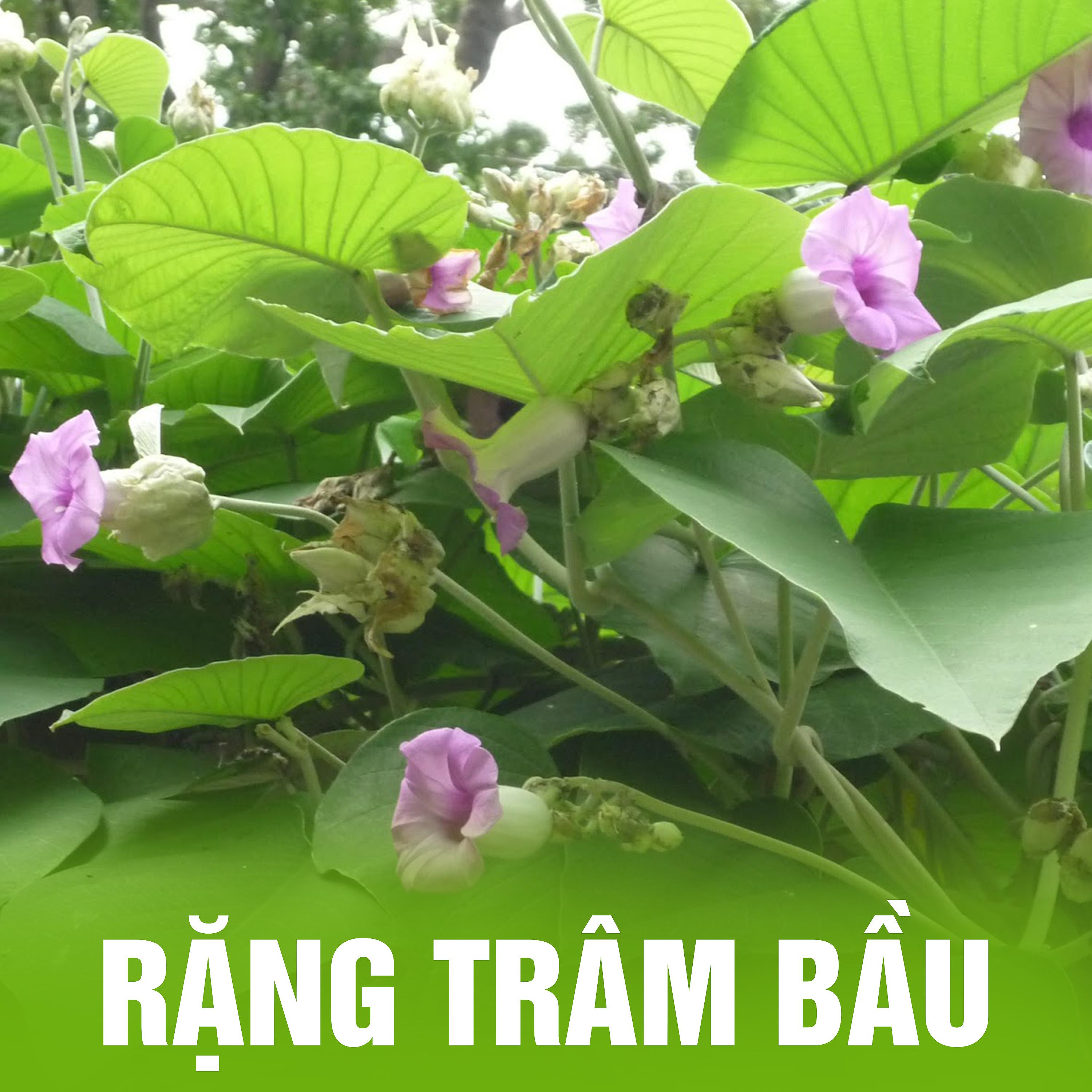 Постер альбома Rặng Trâm Bầu