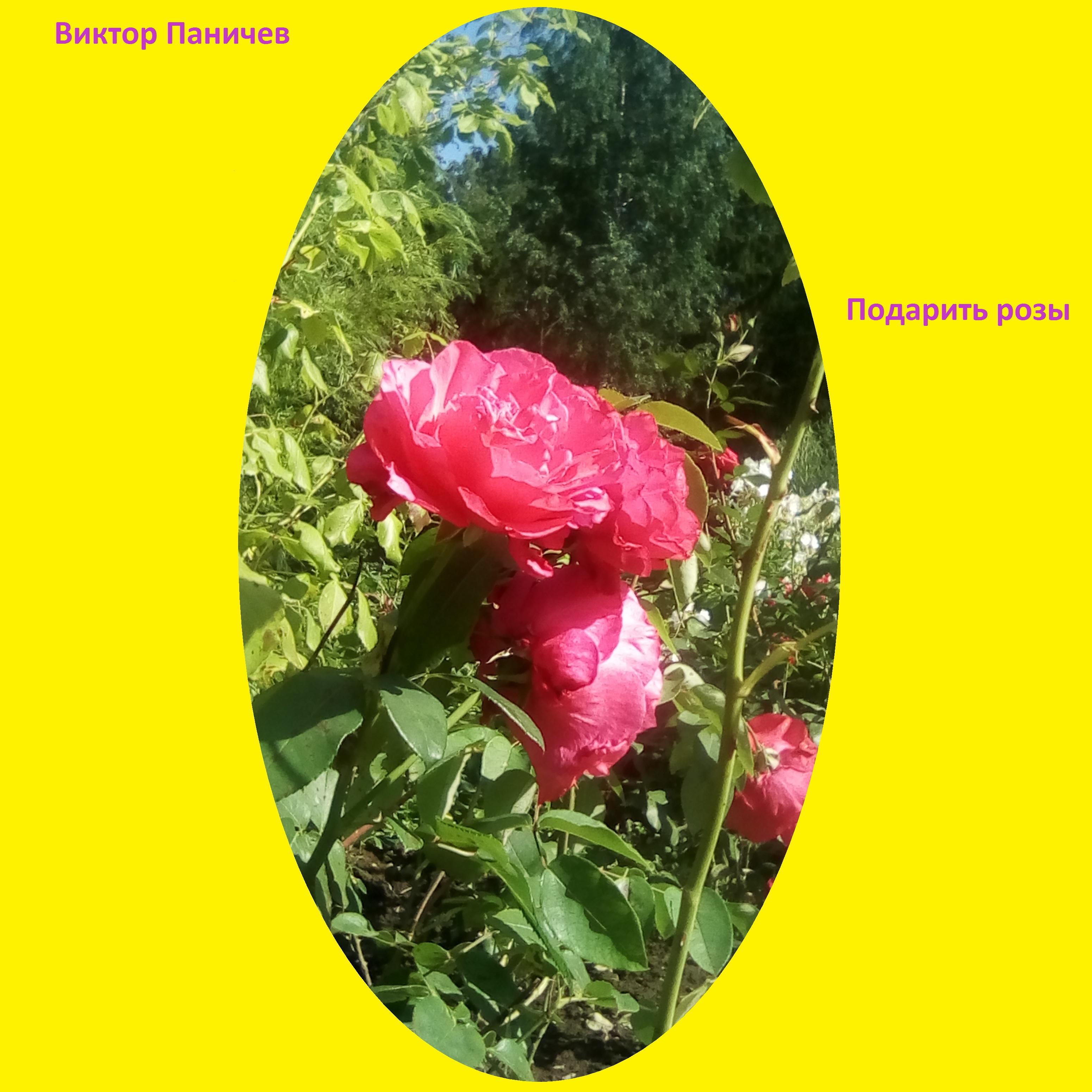 Постер альбома Подарить розы