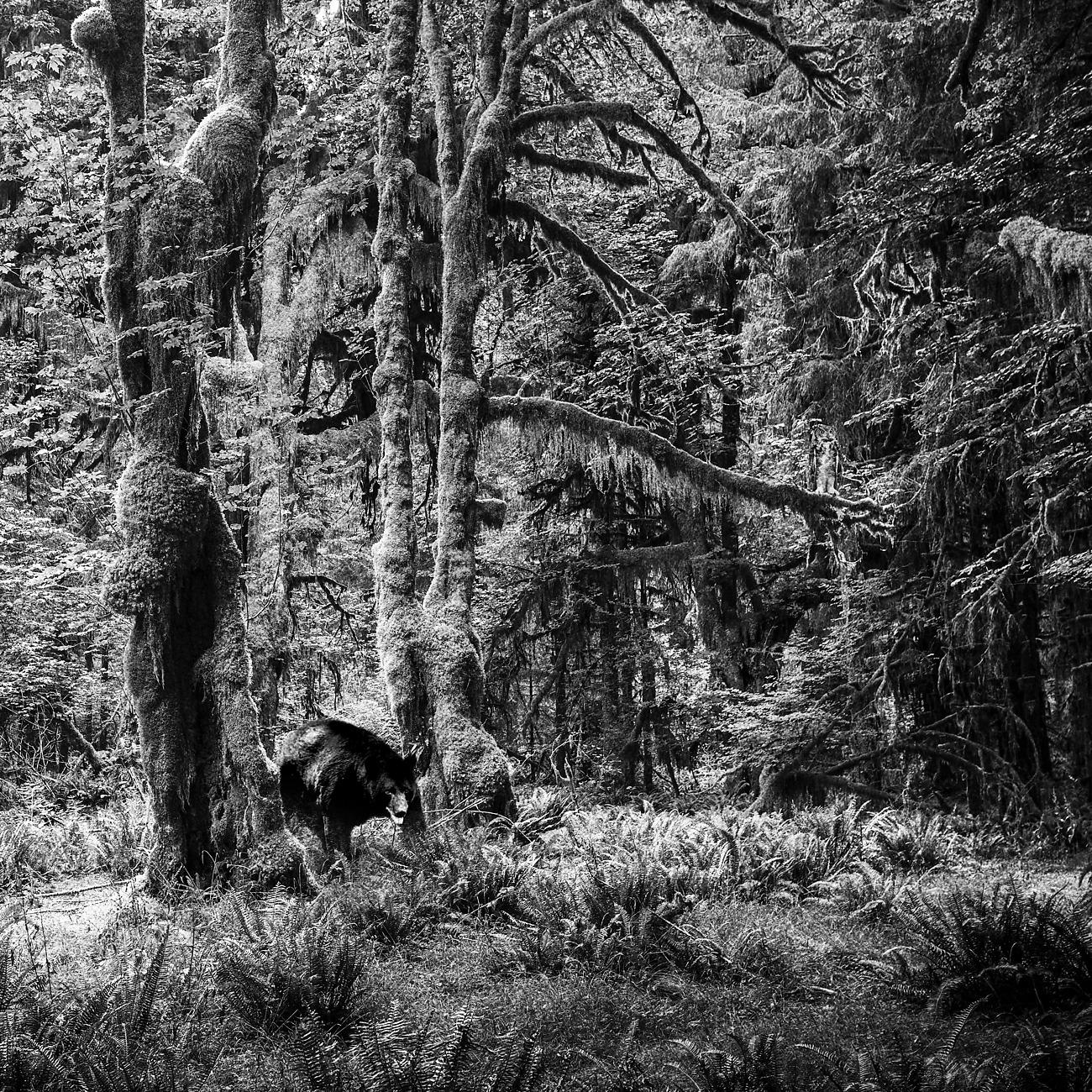 Постер альбома The Olympic Forest