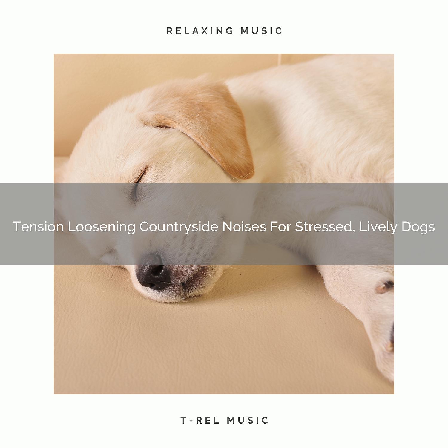 Постер альбома Tension Loosening Countryside Noises For Stressed, Lively Dogs