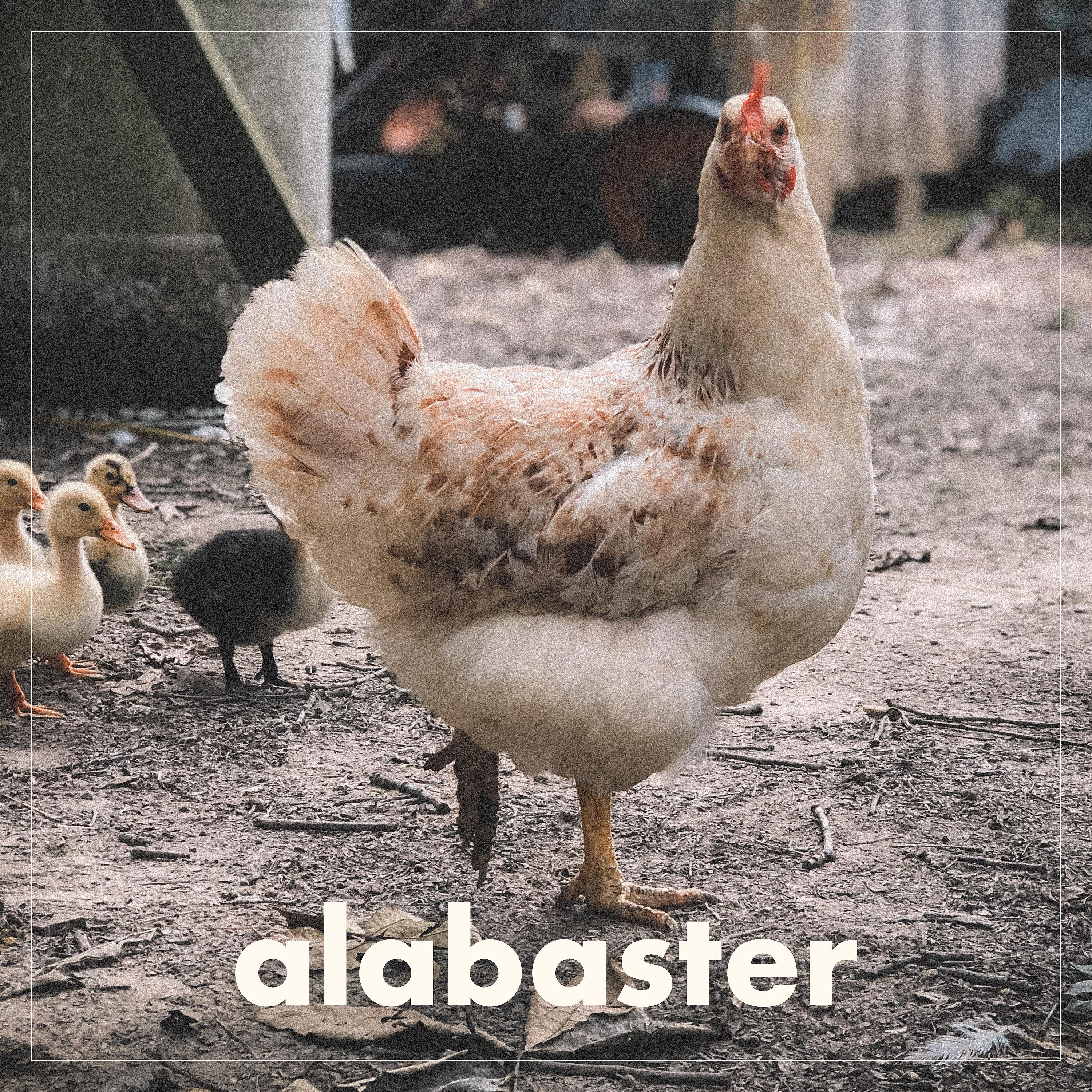 Постер альбома Alabaster