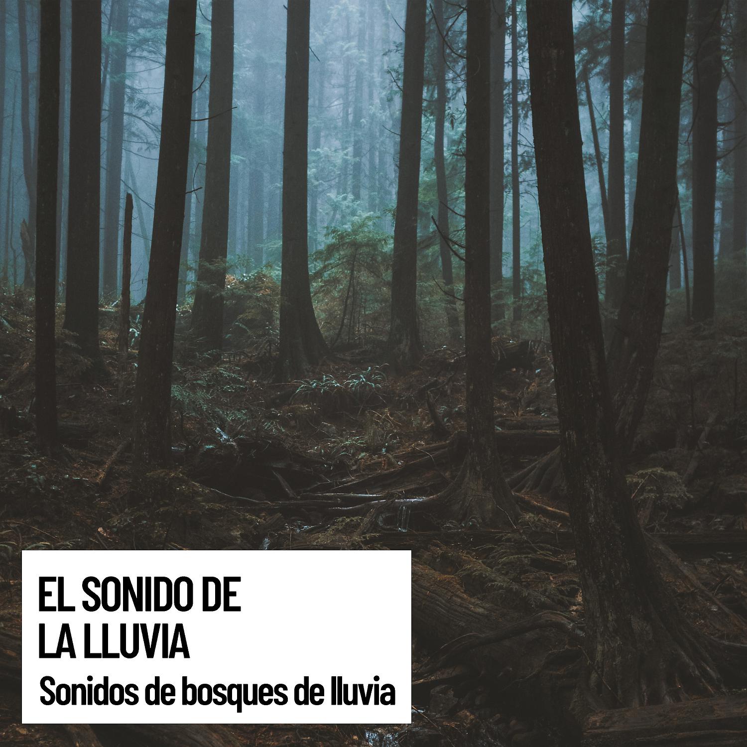 Постер альбома Paz Eterna: El sonido de la lluvia: Sonidos de bosques de lluvia