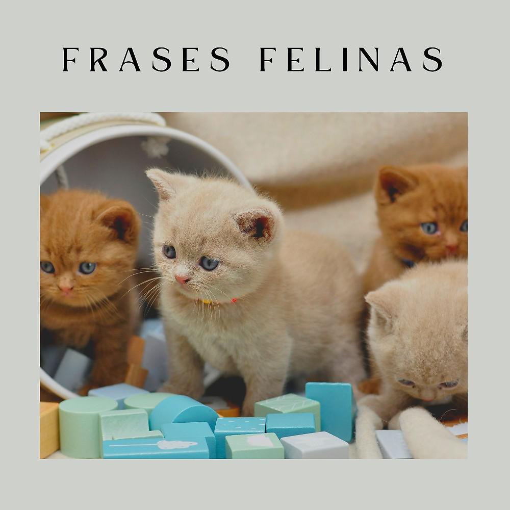 Постер альбома Frases Felinas
