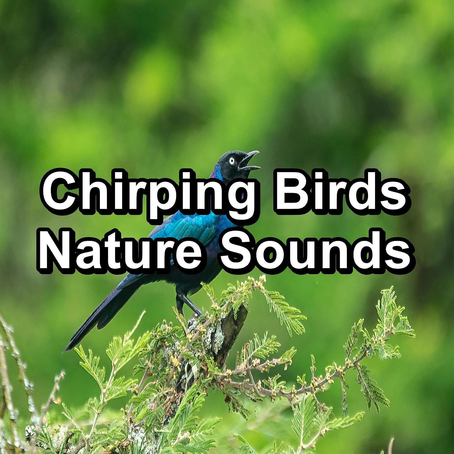 Постер альбома Chirping Birds Nature Sounds