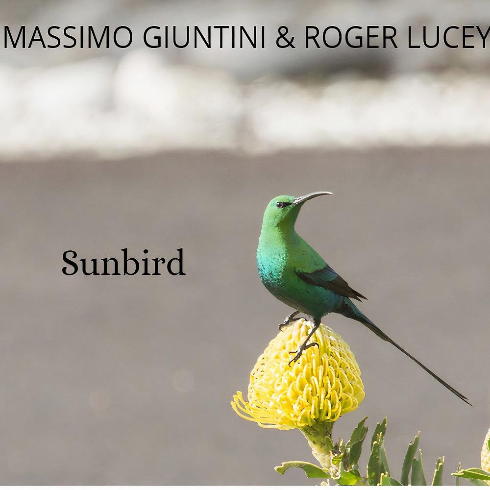 Постер альбома Sunbird