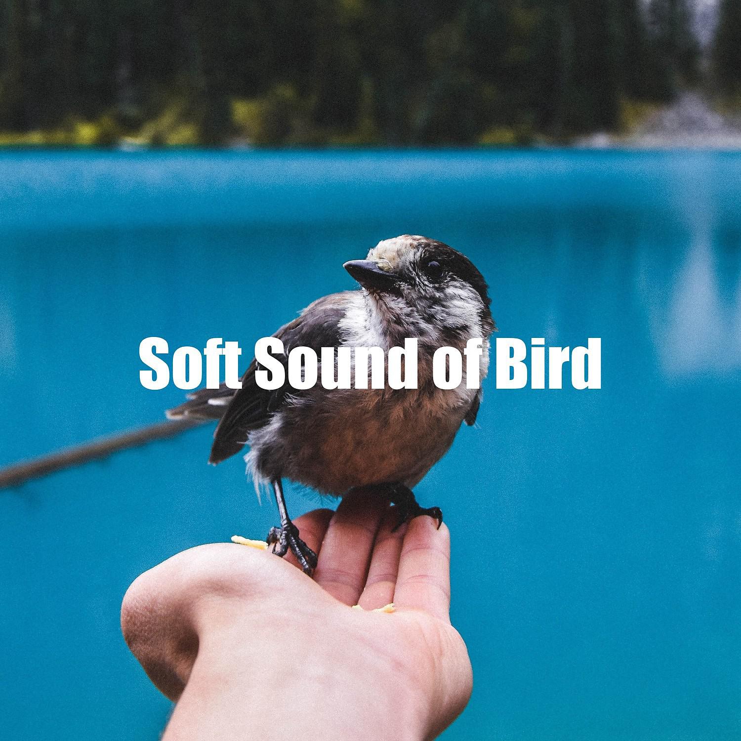 Постер альбома Soft Sound of Bird