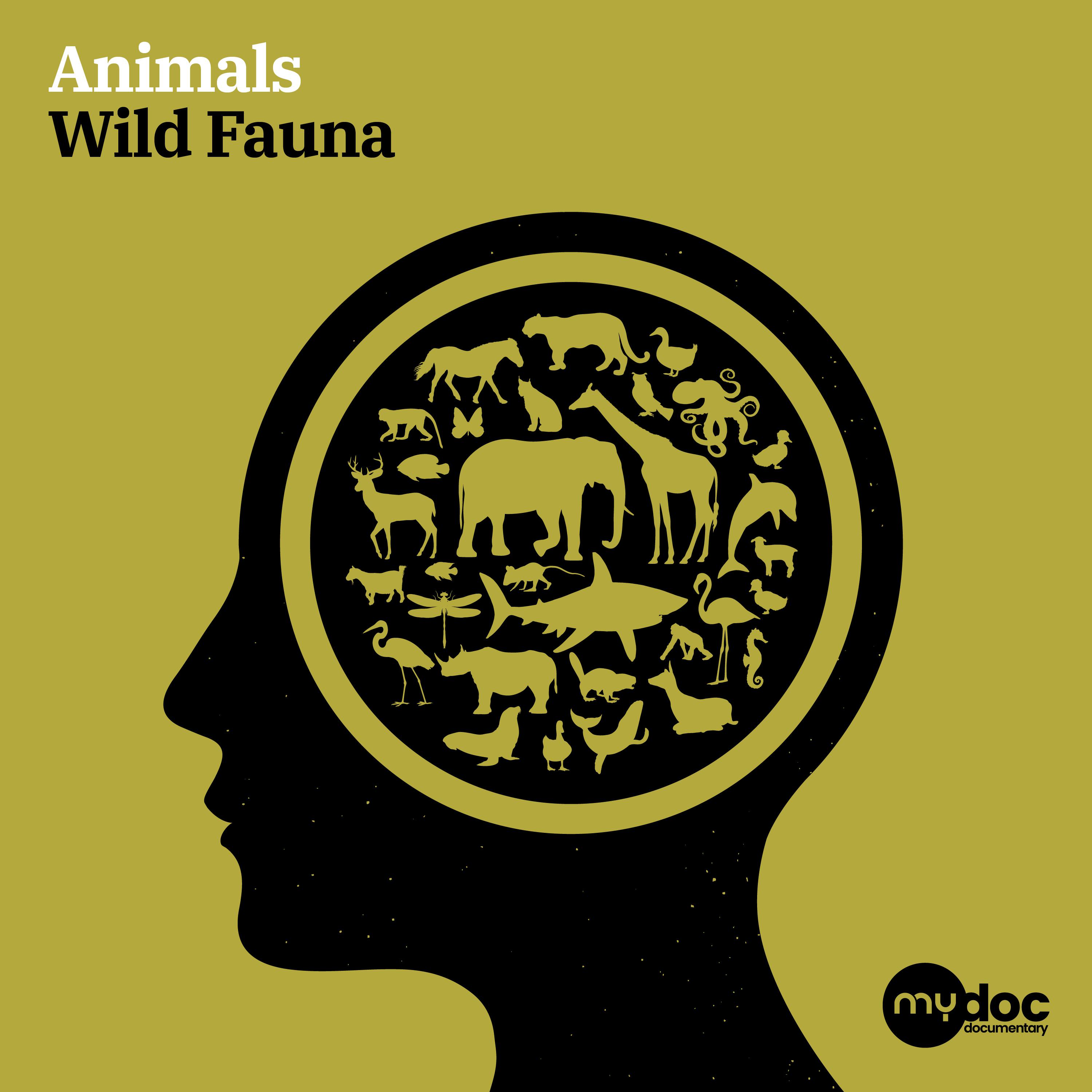 Постер альбома Animals - Wild Fauna