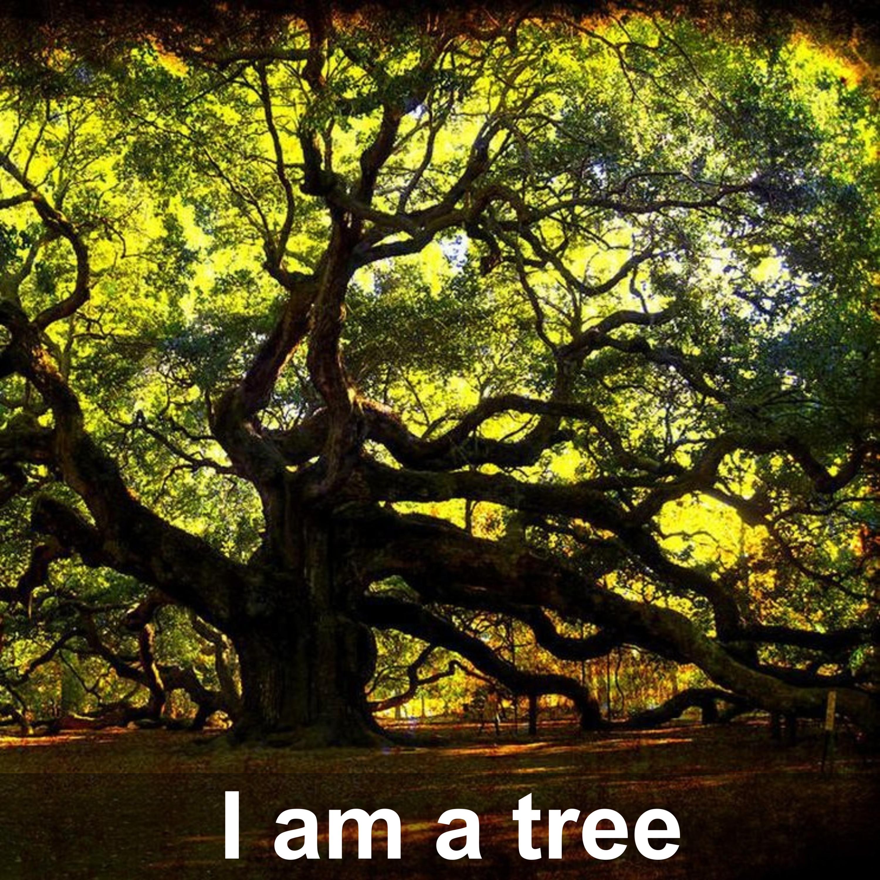 Постер альбома I am a tree