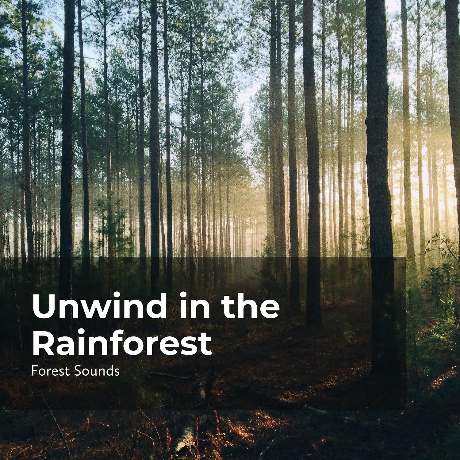 Постер альбома Unwind in the Rainforest