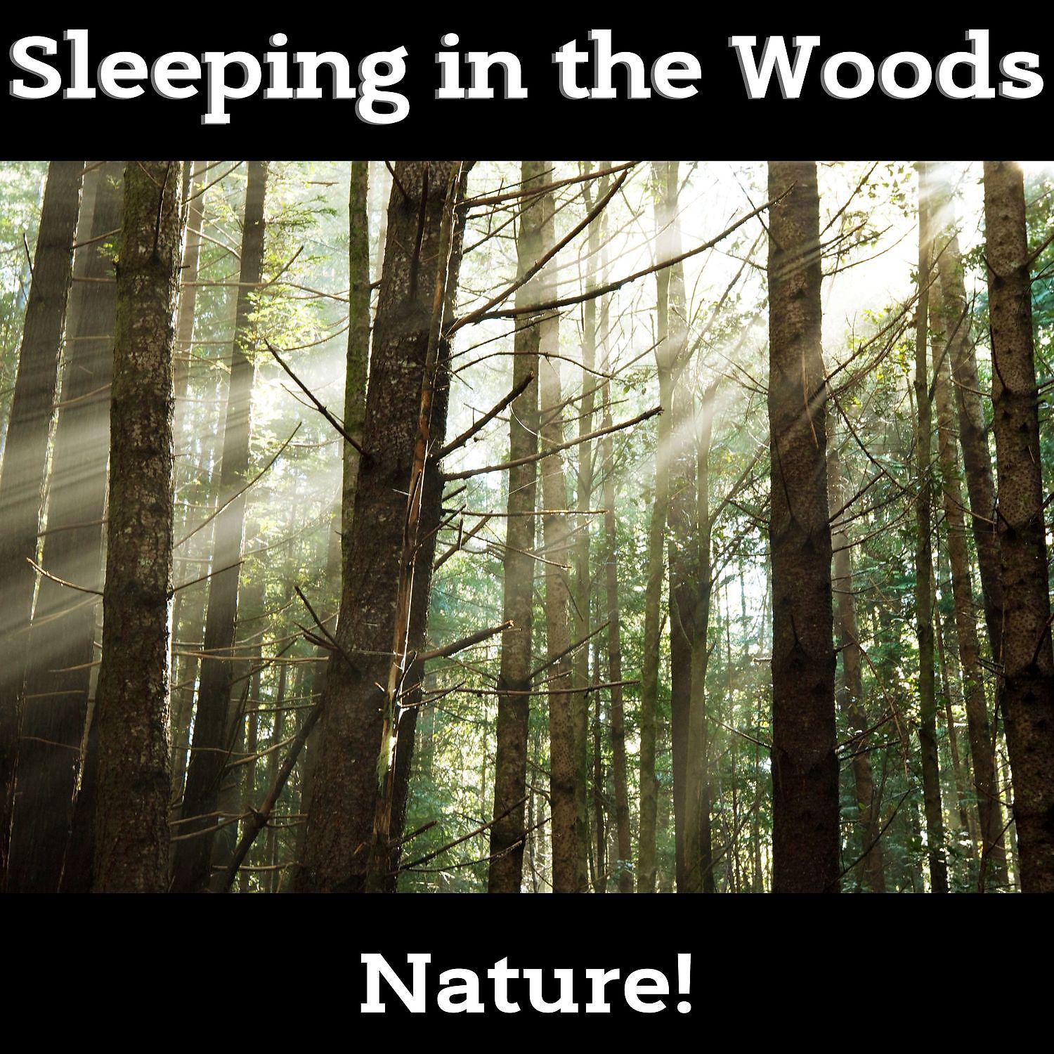 Постер альбома Sleeping in the Woods - 30 Nature’s Lullabies for Newborn