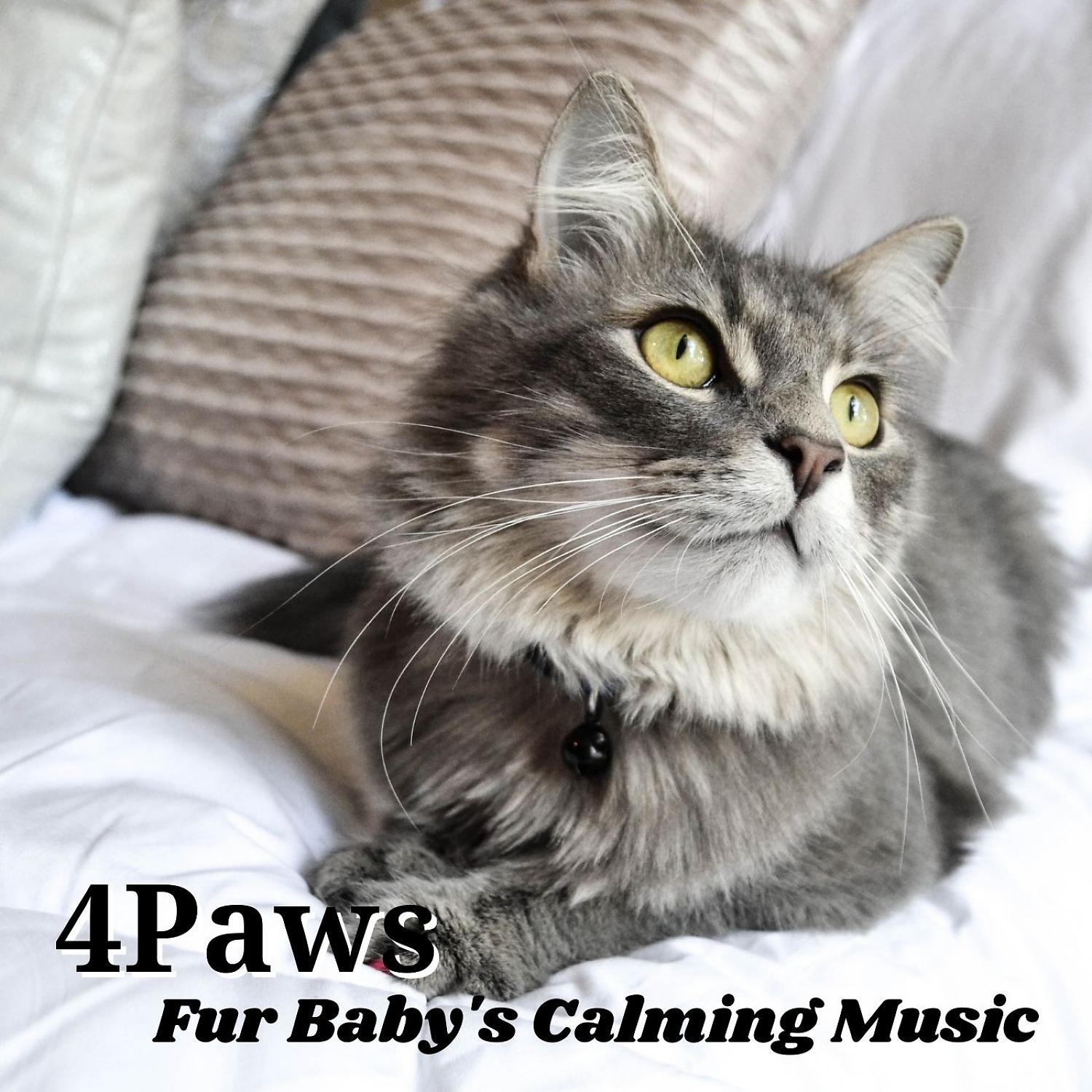 Постер альбома 4Paws: Fur Baby's Calming Music