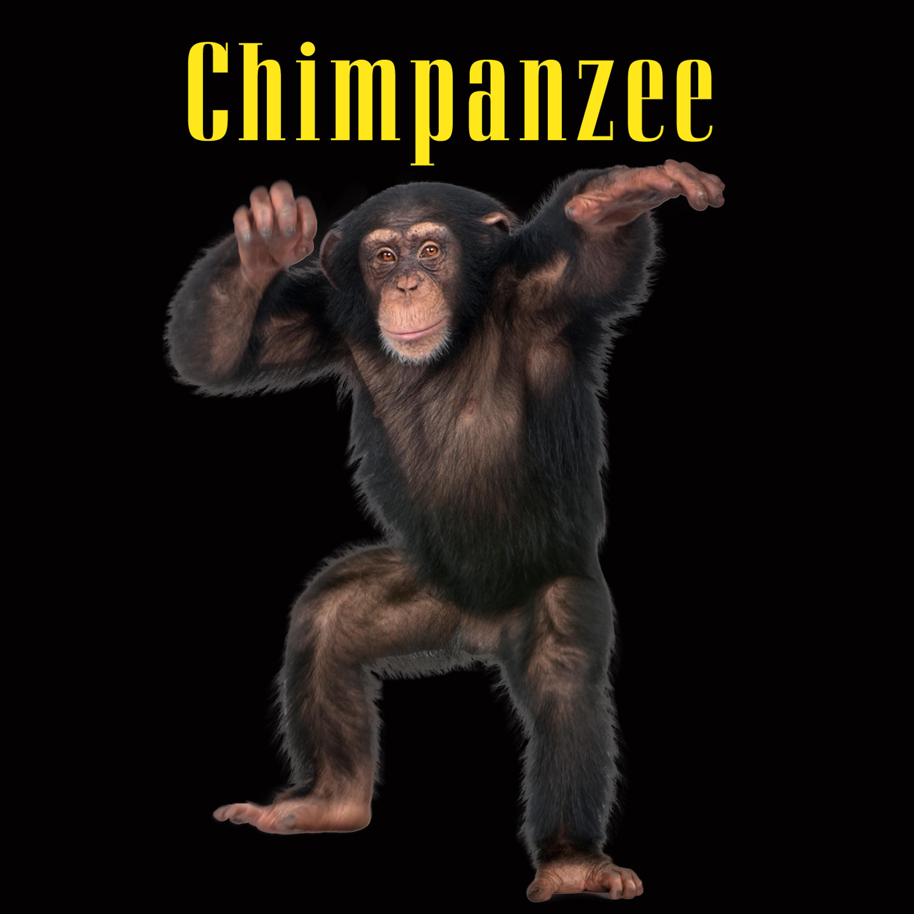 Постер альбома Chimpanzee