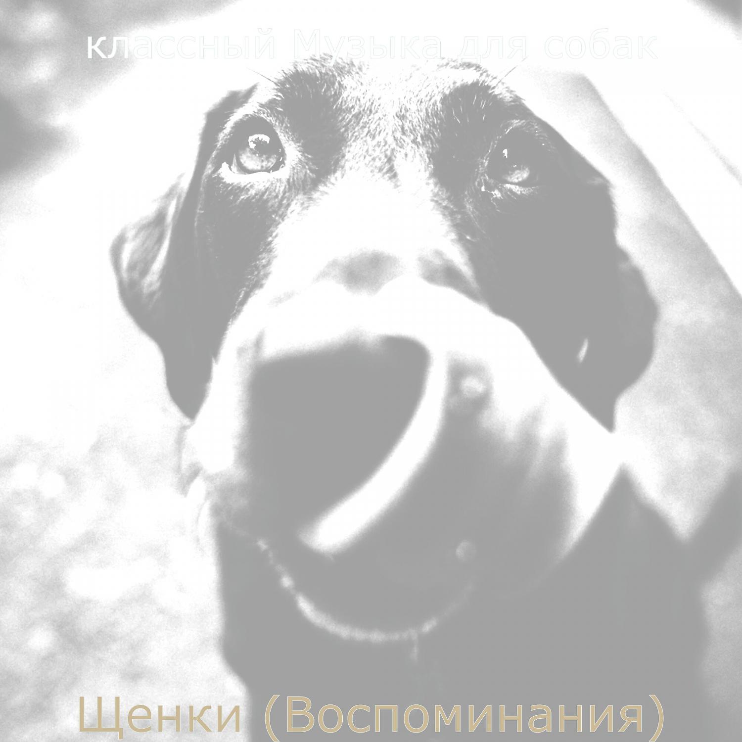 Постер альбома Щенки (Воспоминания)