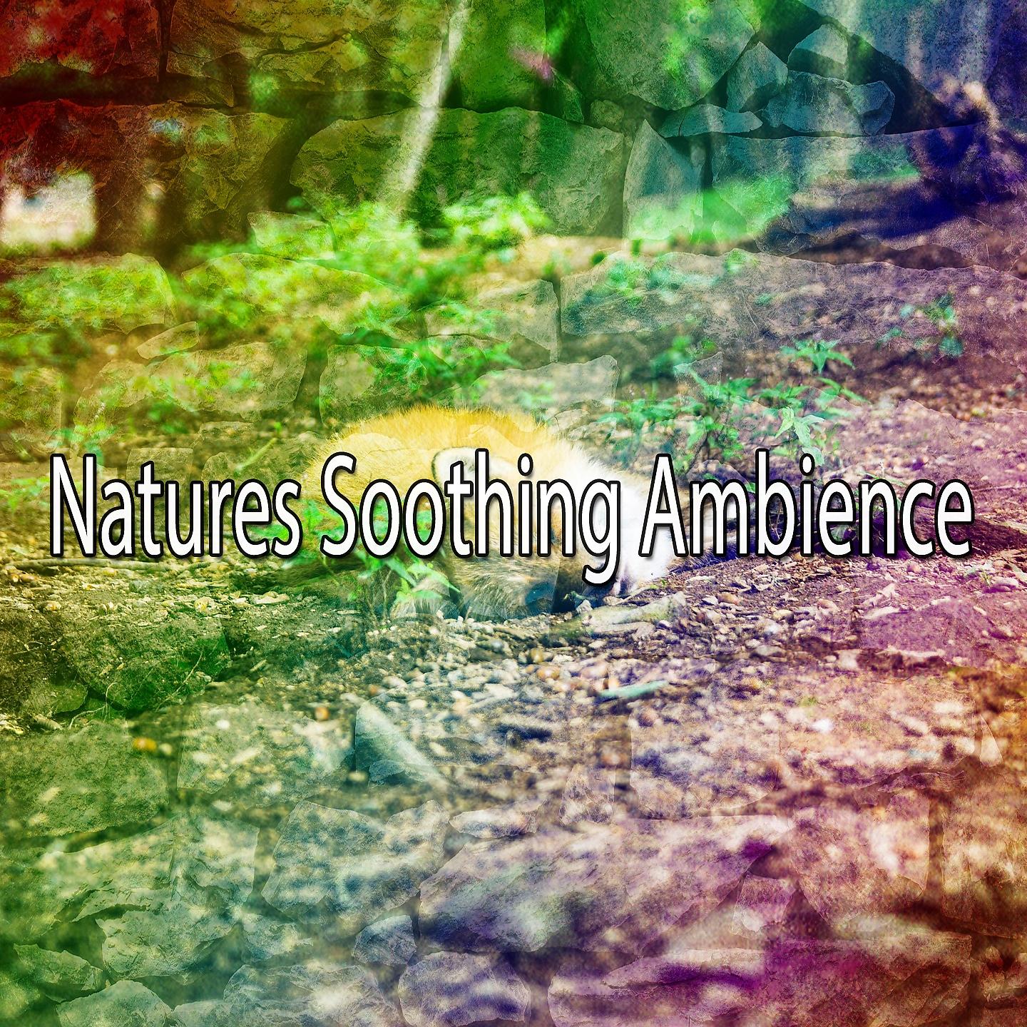 Постер альбома Natures Soothing Ambience