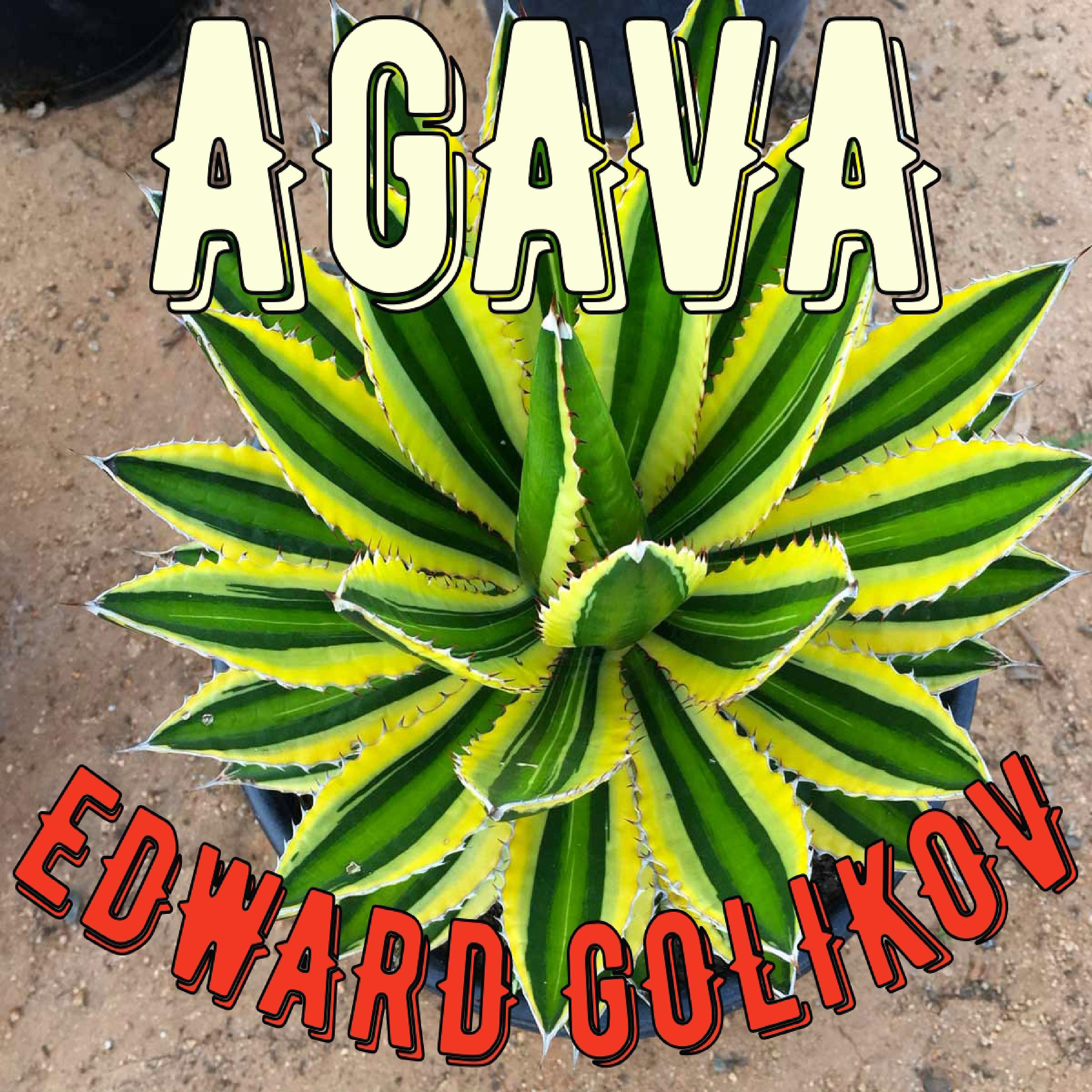 Постер альбома Agava