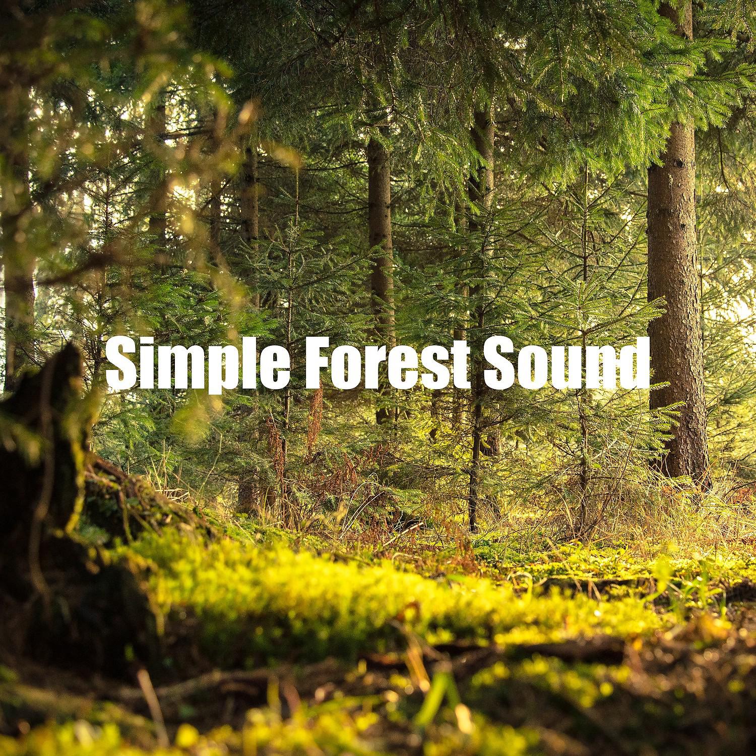 Постер альбома Simple Forest Sound