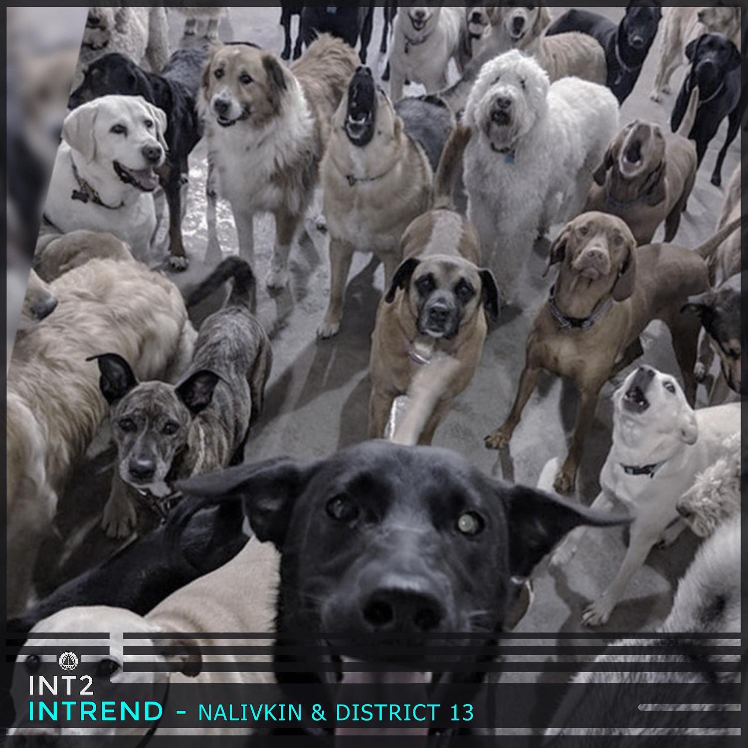 Постер альбома Nalivkin & District 13