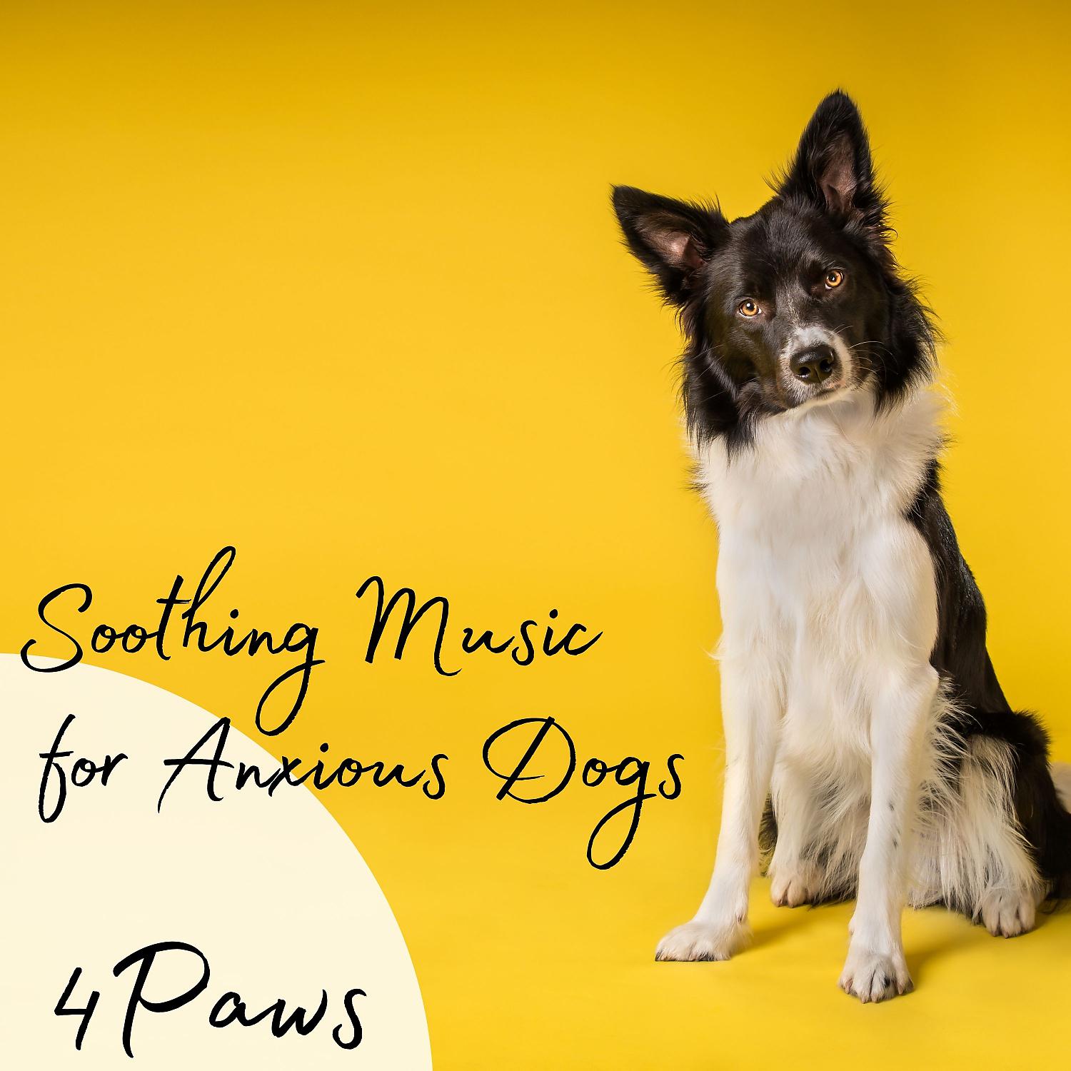 Постер альбома 4Paws: Soothing Music for Anxious Dogs