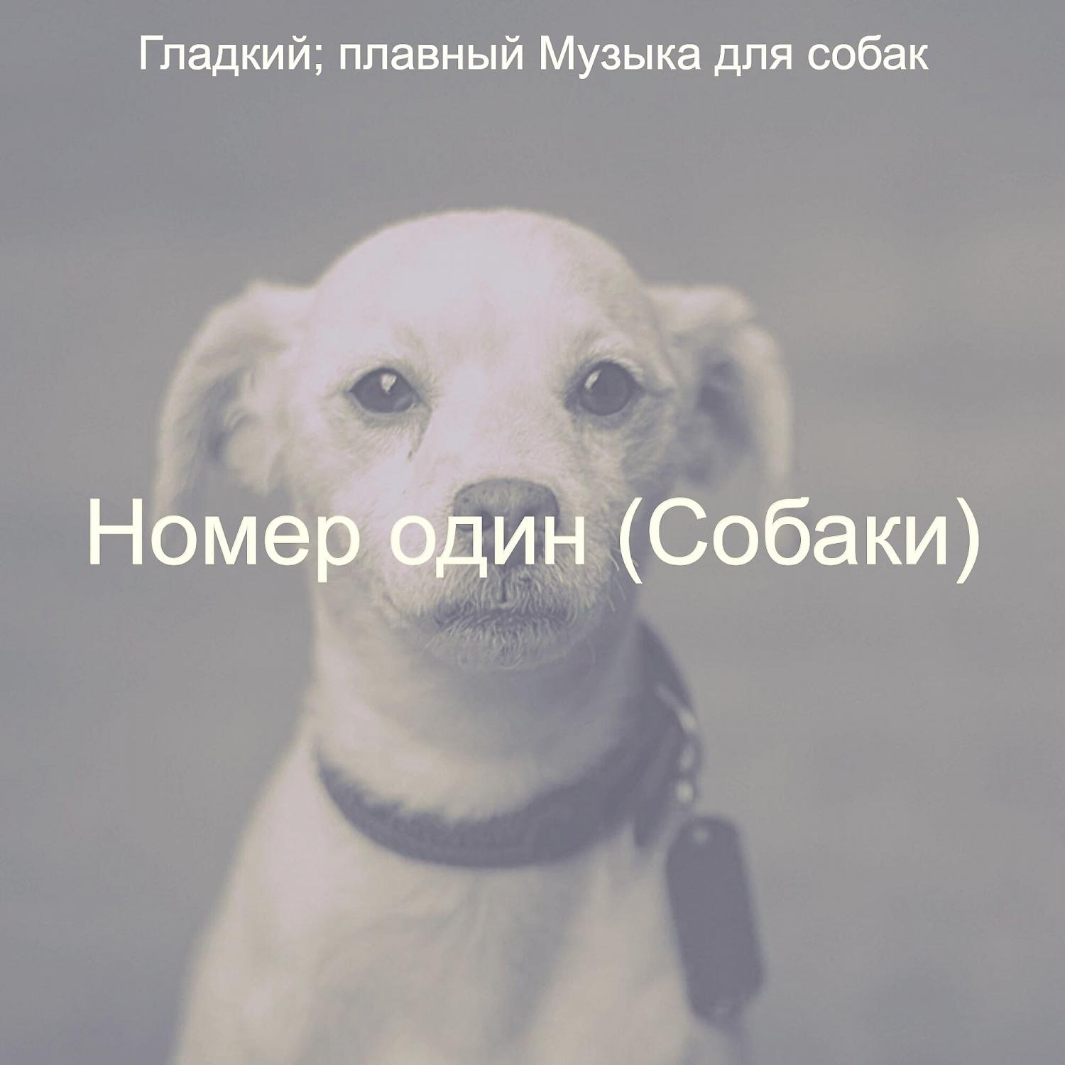 Постер альбома Номер один (Собаки)