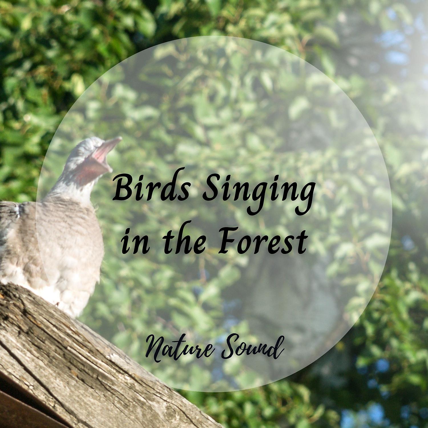 Постер альбома Nature Sound: Birds Singing in the Forest