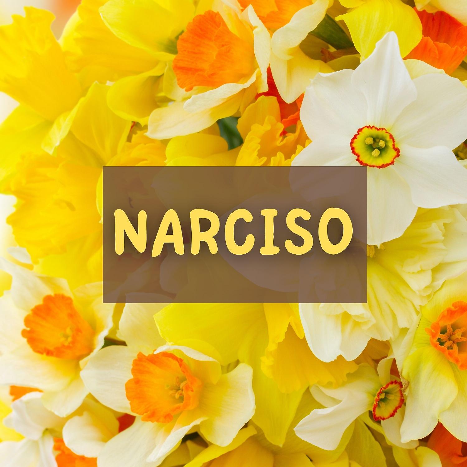 Постер альбома Narciso