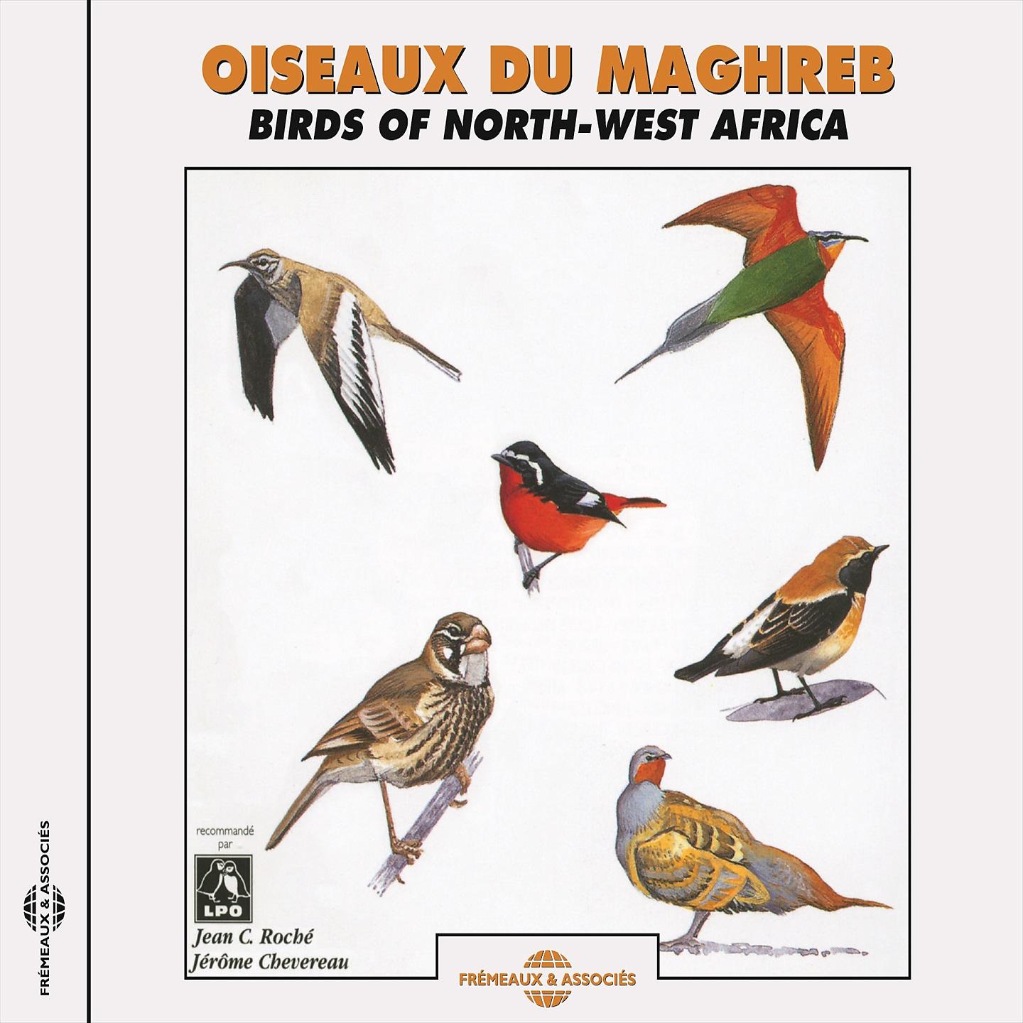 Постер альбома Oiseaux du Maghreb/Birds of North-West Africa