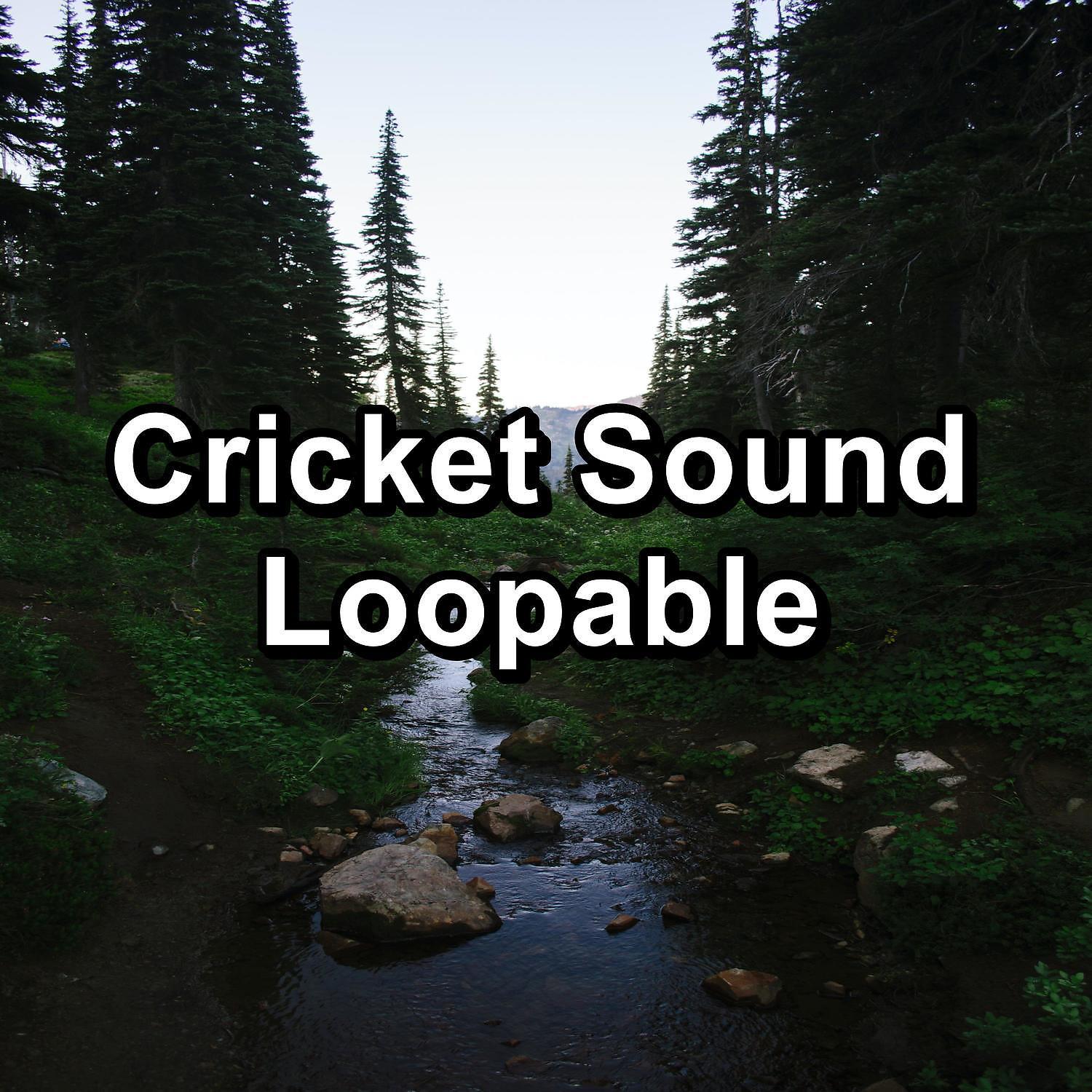 Постер альбома Cricket Sound Loopable