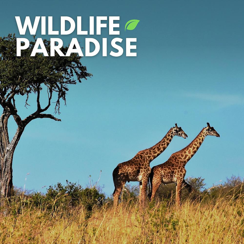 Постер альбома Wildlife Paradise