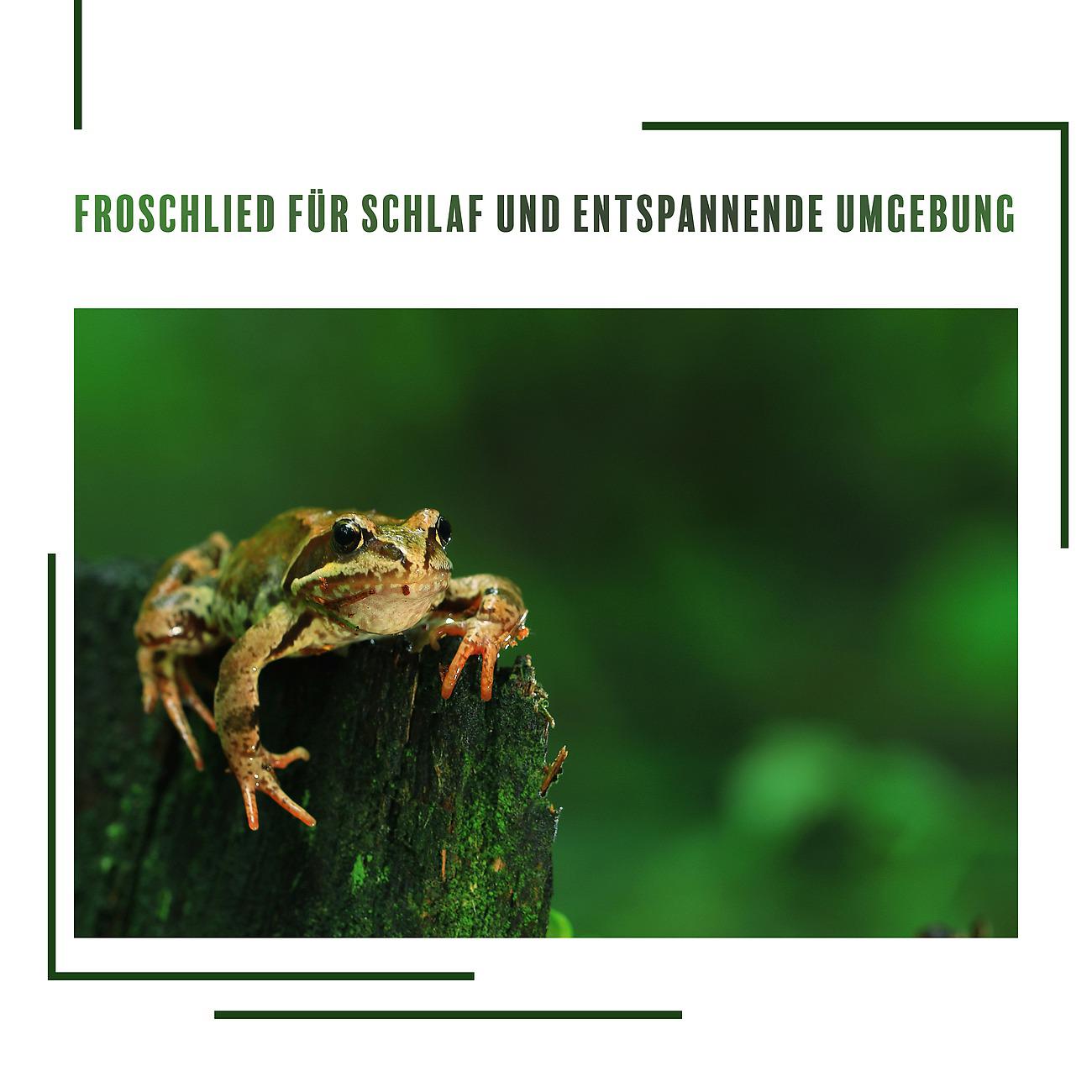 Постер альбома Froschlied für Schlaf und entspannende Umgebung