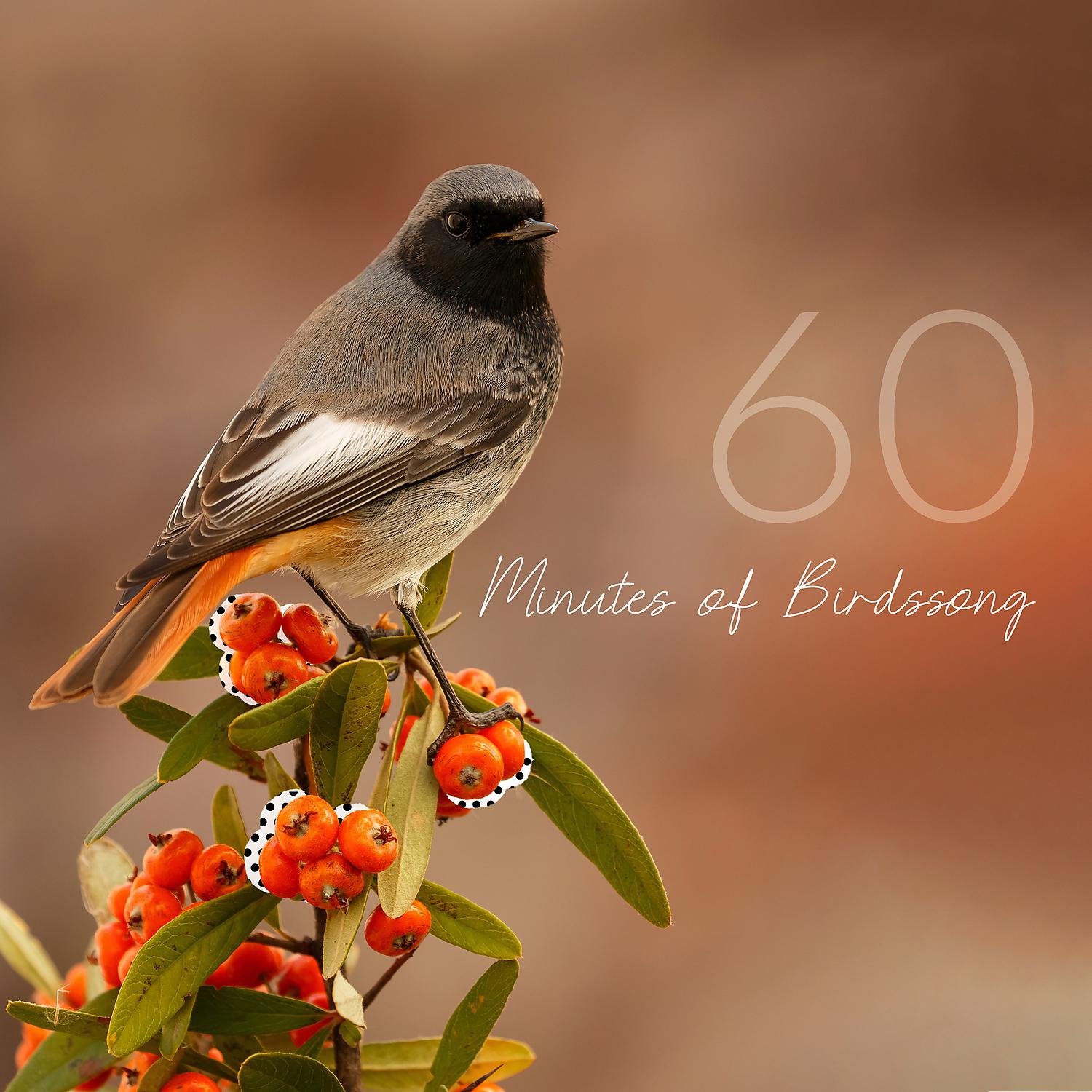 Постер альбома 60 Minutes of Birdssong