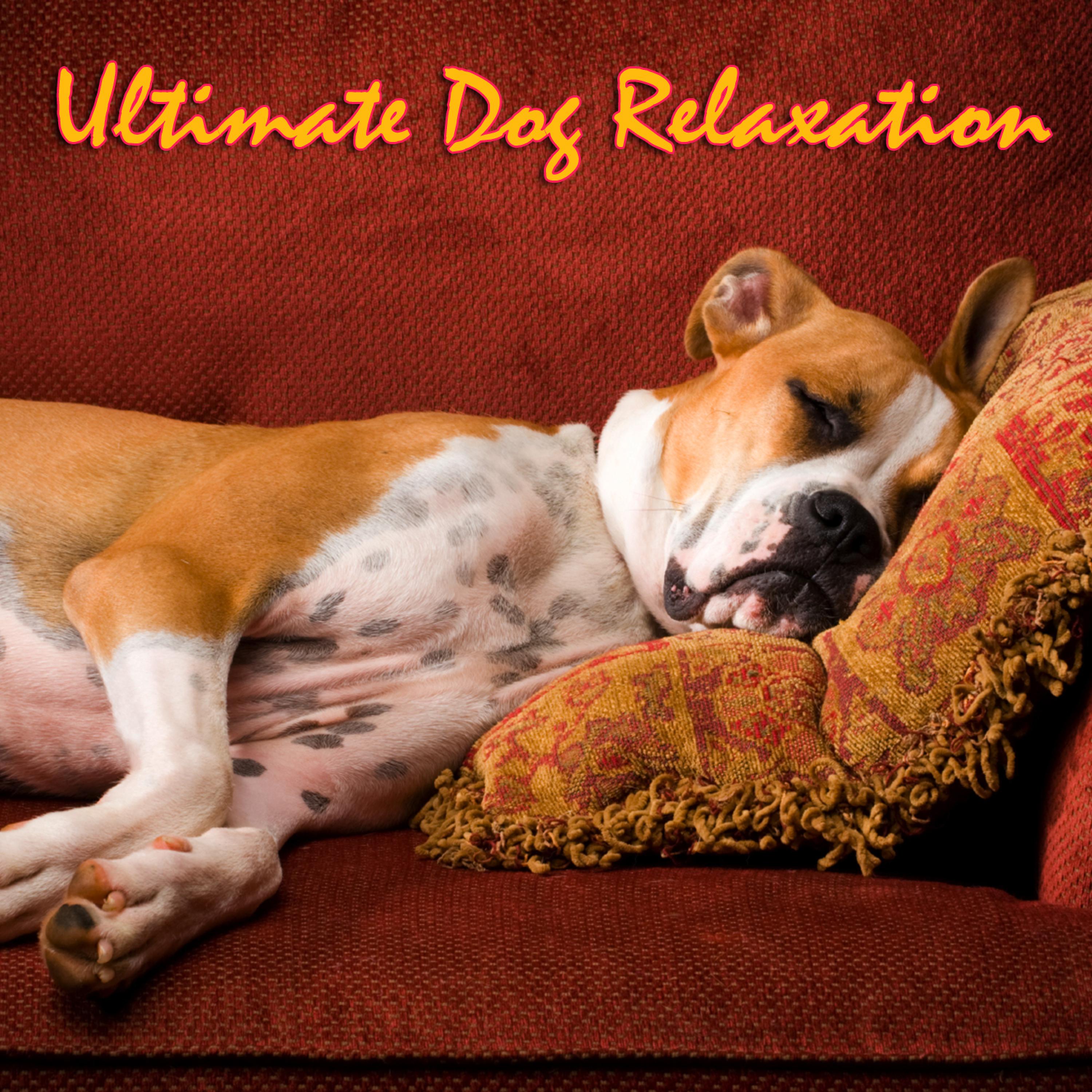 Постер альбома Ultimate Dog Relaxation