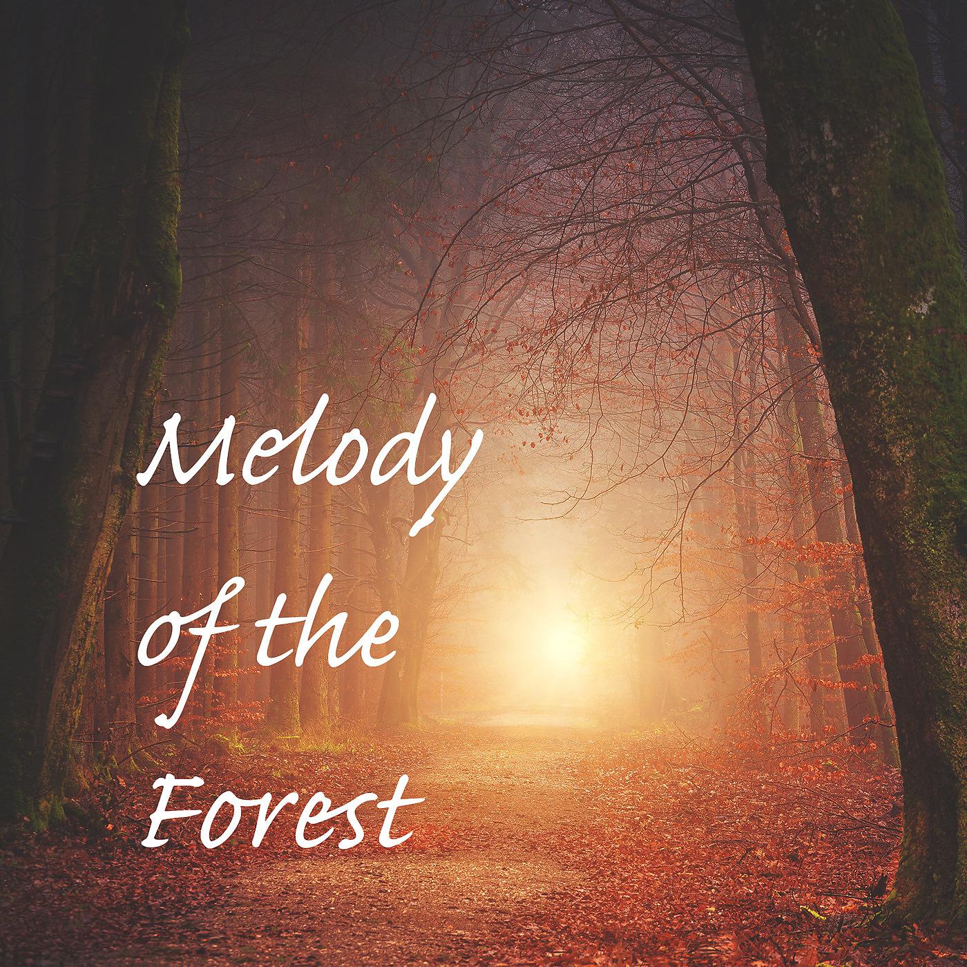 Постер альбома Melody of the Forest