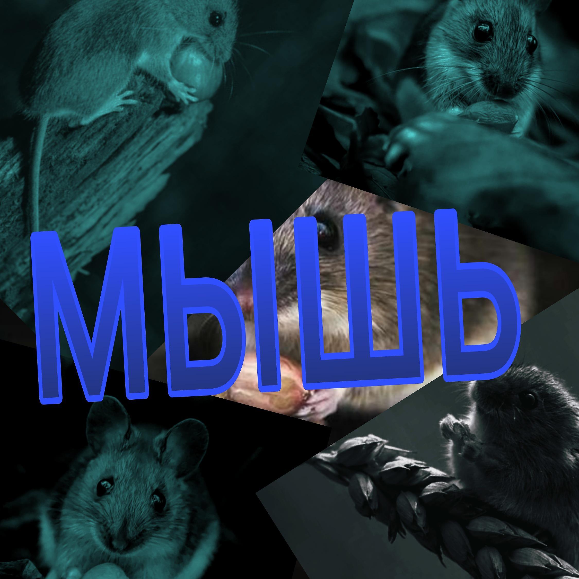 Постер альбома Мышь