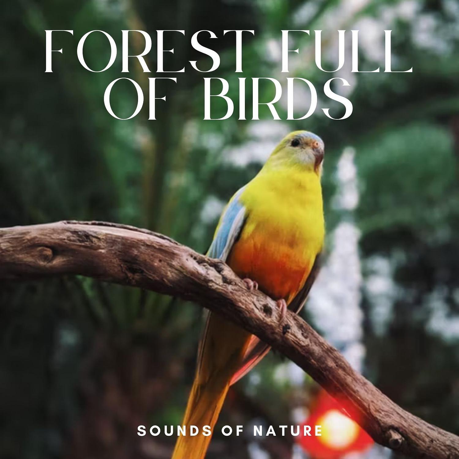 Постер альбома Sounds of Nature: Forest Full of Birds