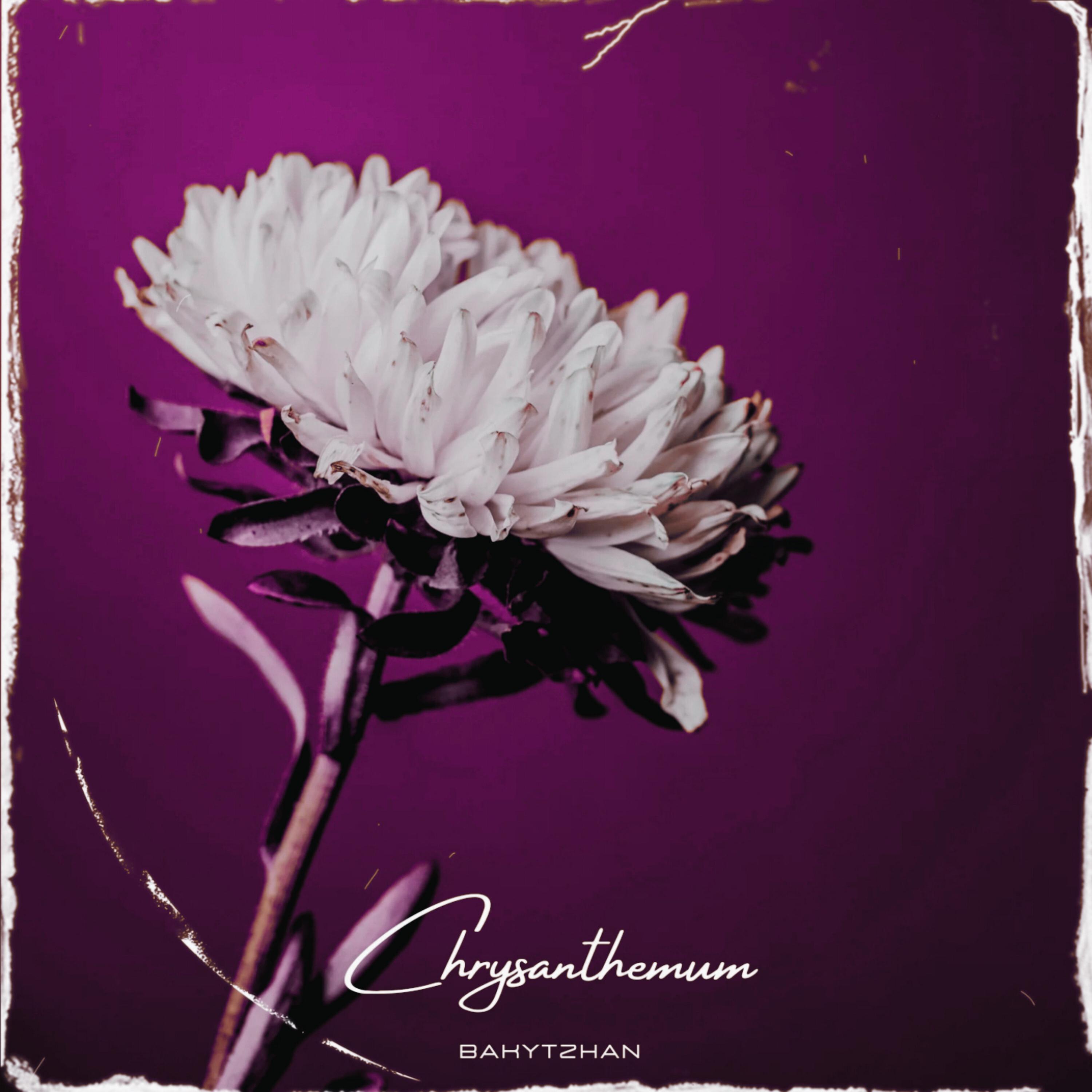 Постер альбома Chrysanthemum