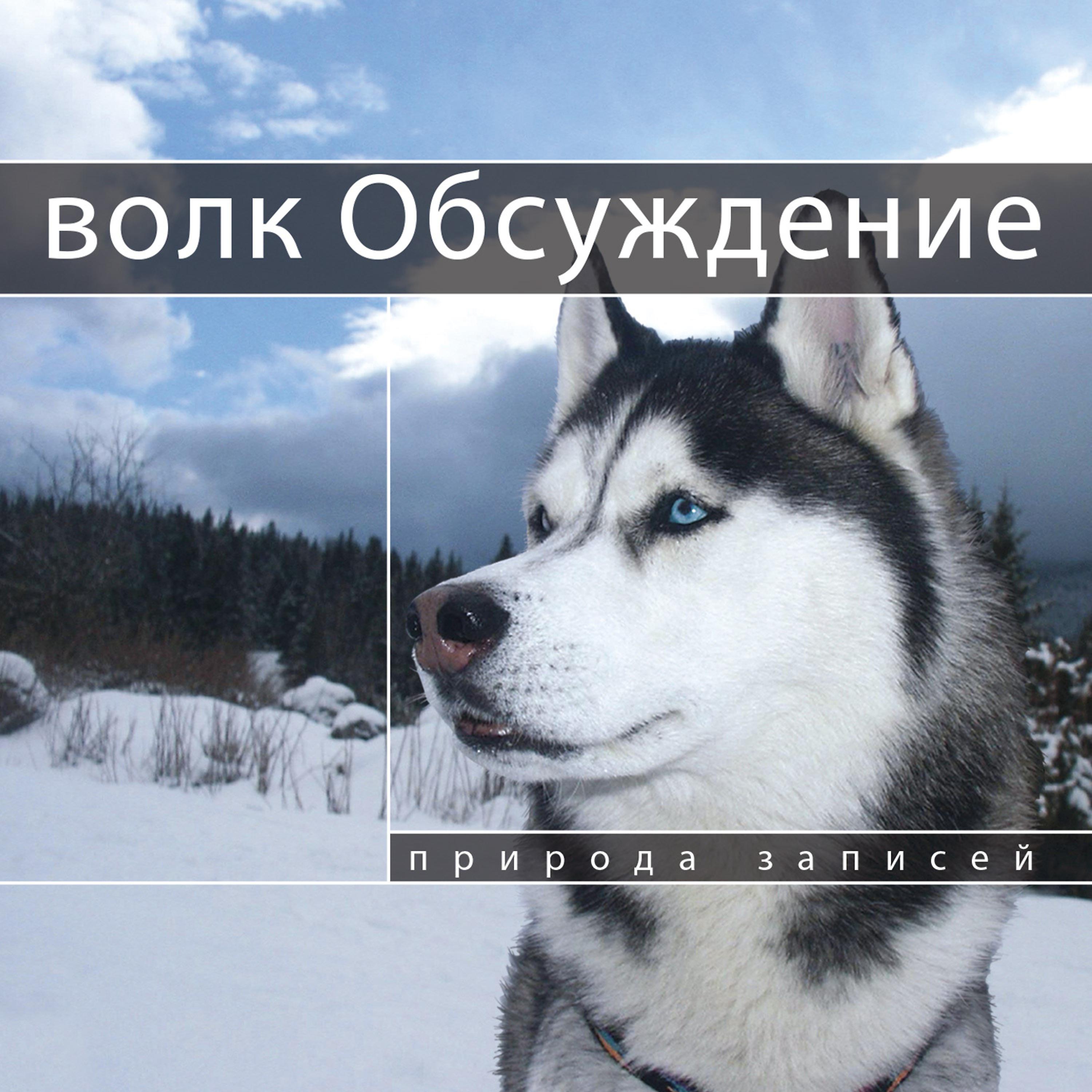 Постер альбома Волк Обсуждение