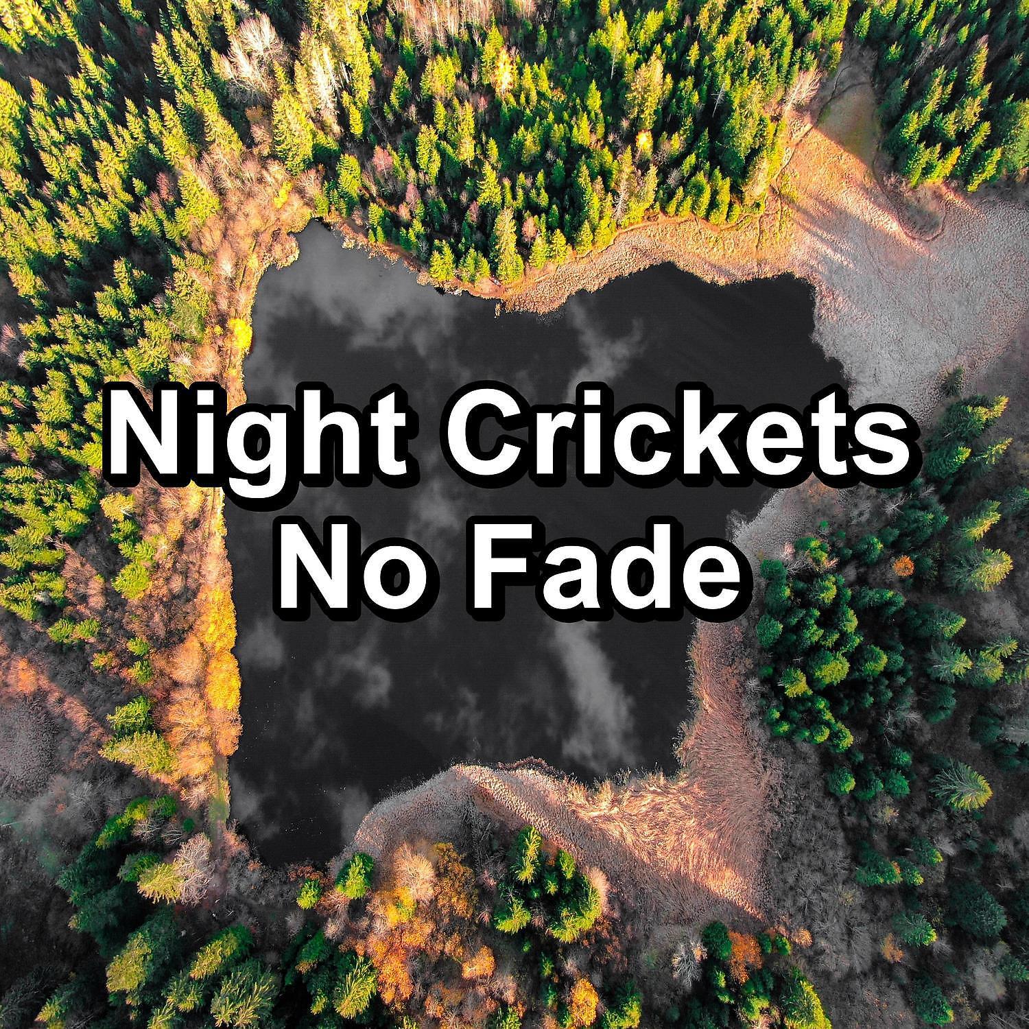 Постер альбома Night Crickets No Fade