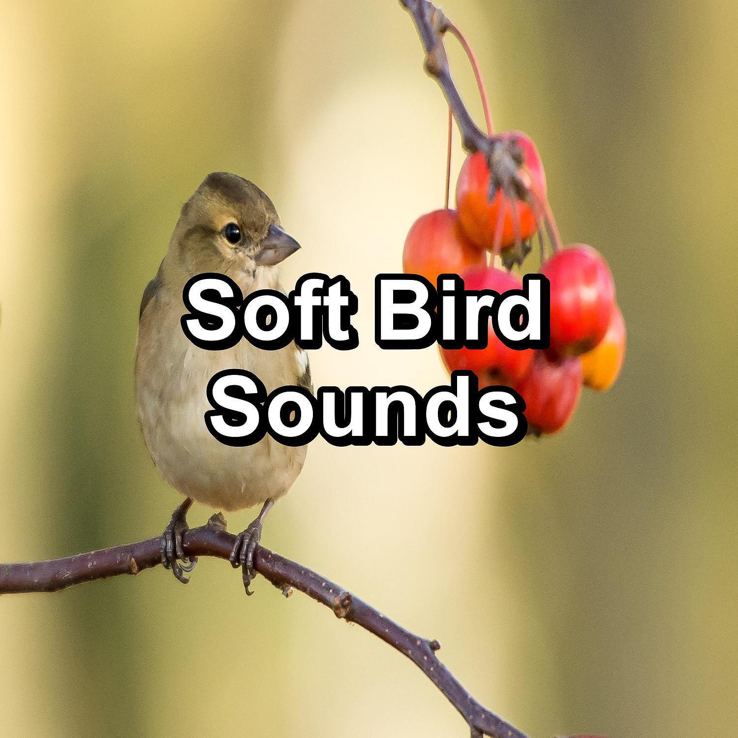 Постер альбома Soft Bird Sounds
