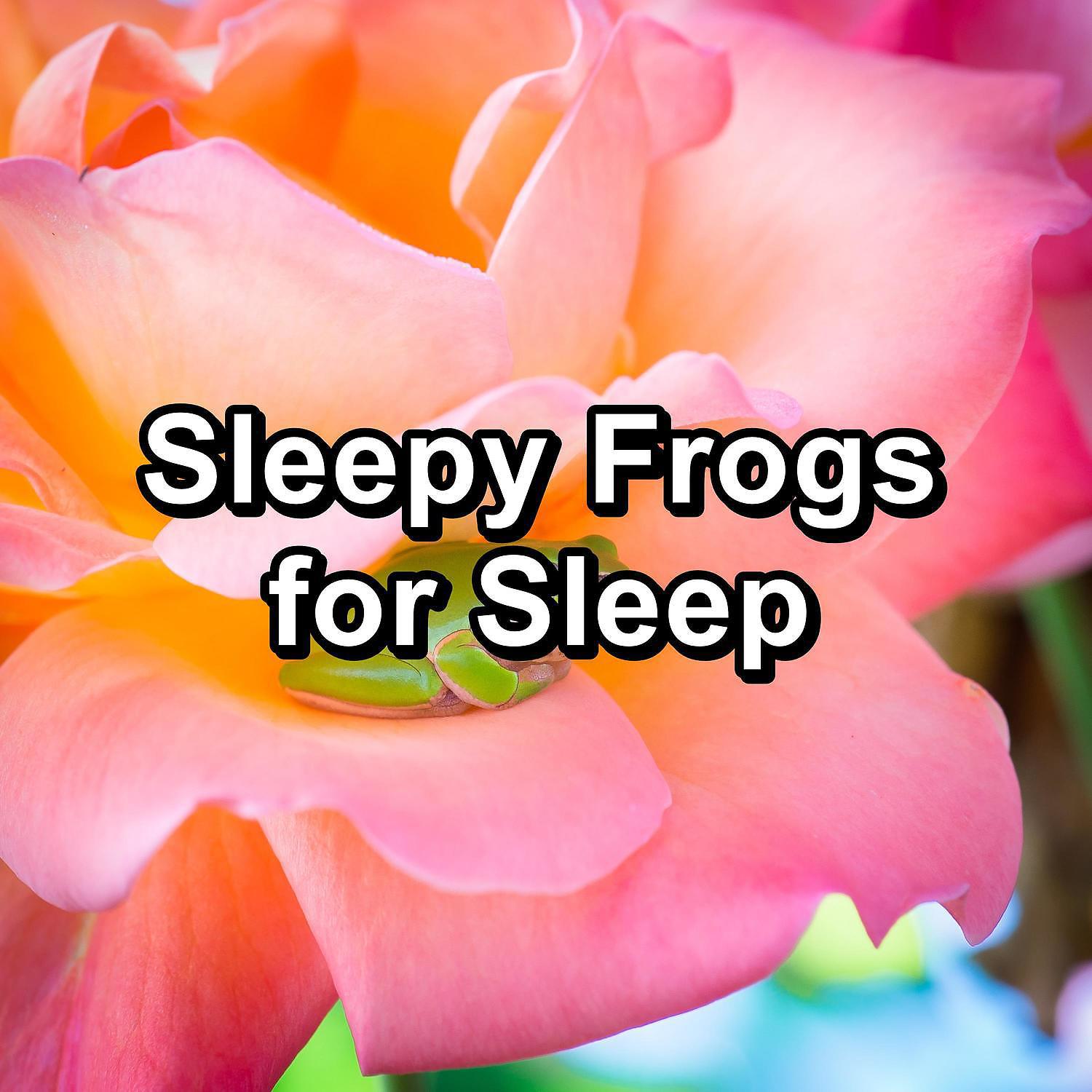 Постер альбома Sleepy Frogs for Sleep