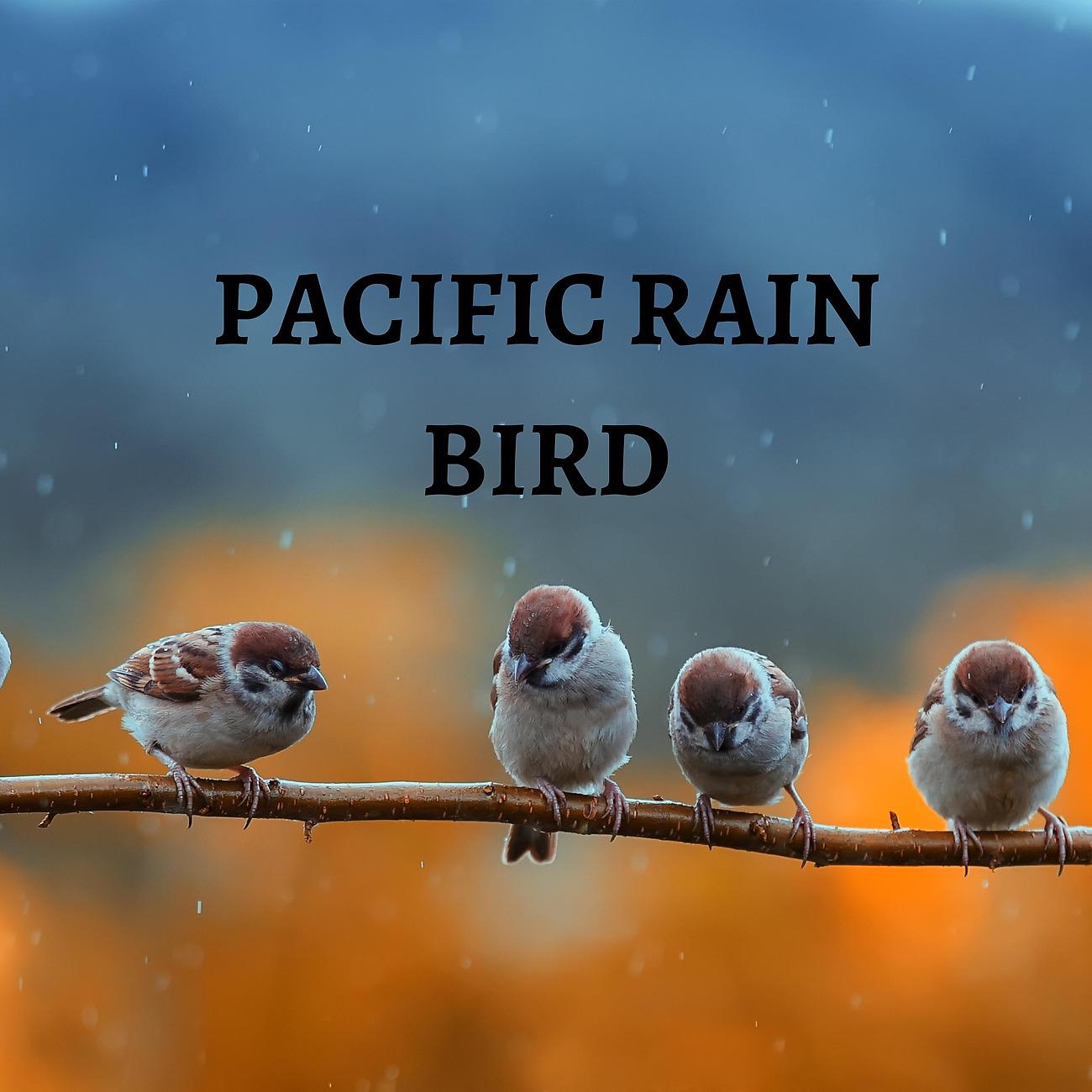 Постер альбома Pacific Rain Bird