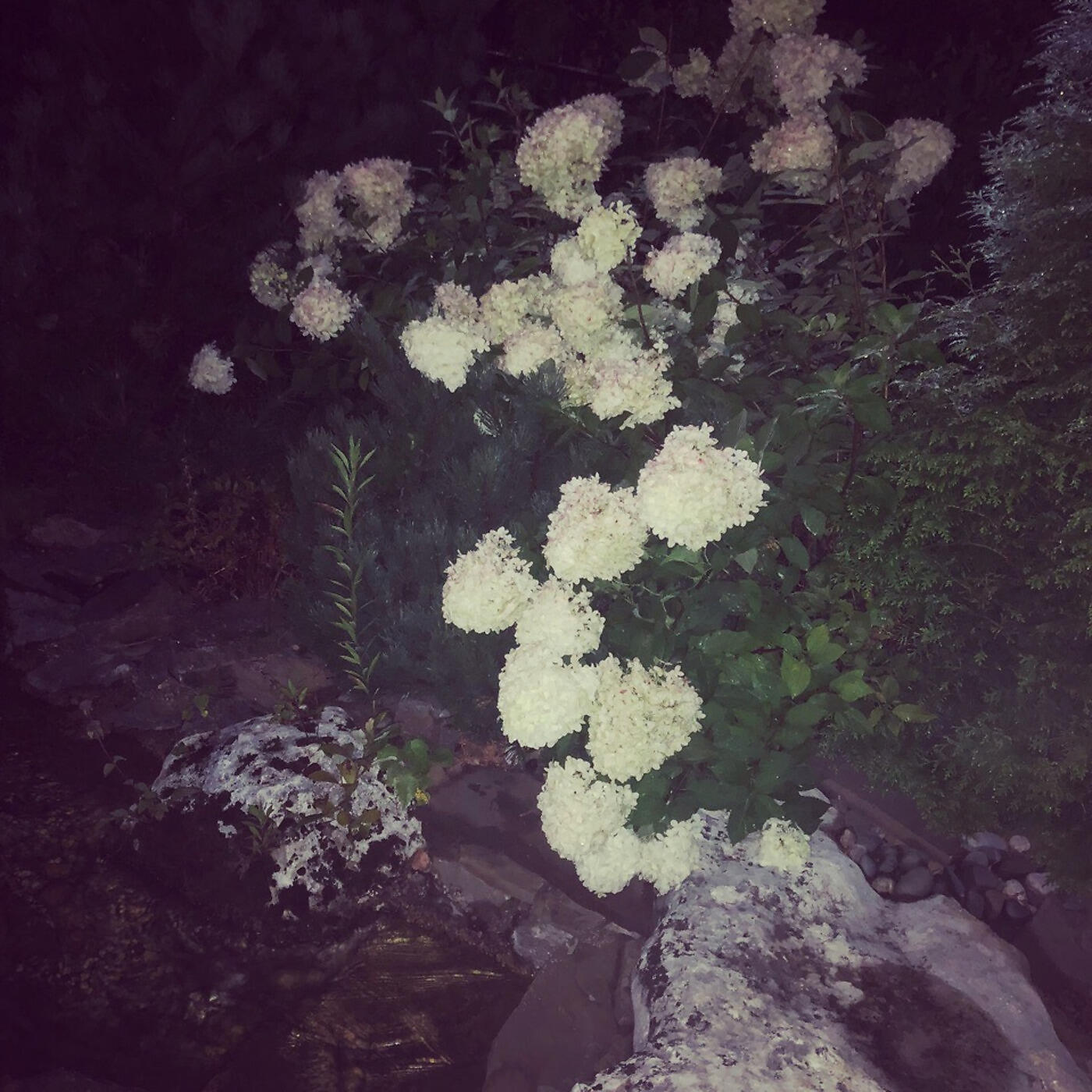 GENIMI - Вино