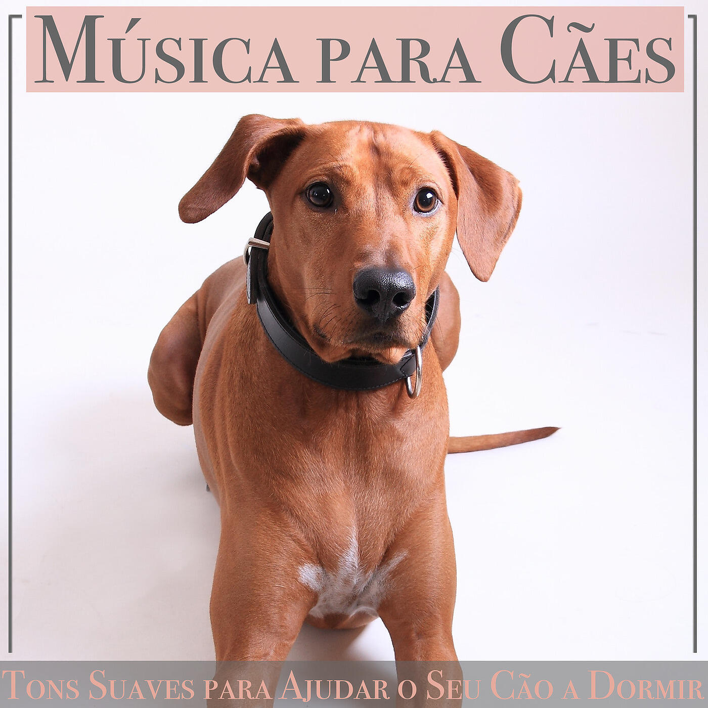 RelaxMyDog - Relaxamento do Animal